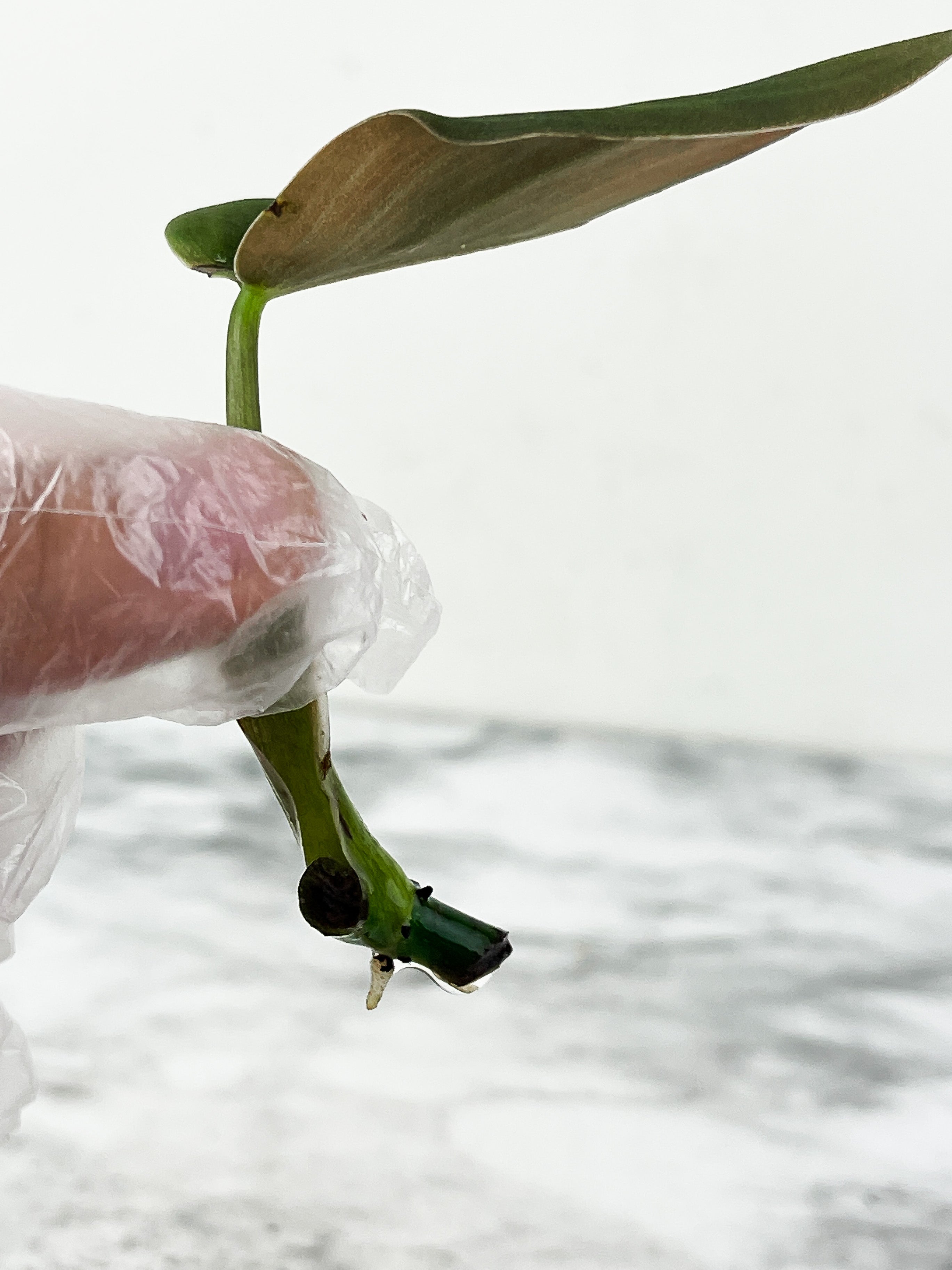 Philodendron Gigas slightly rooting cutting with 1 new sprout