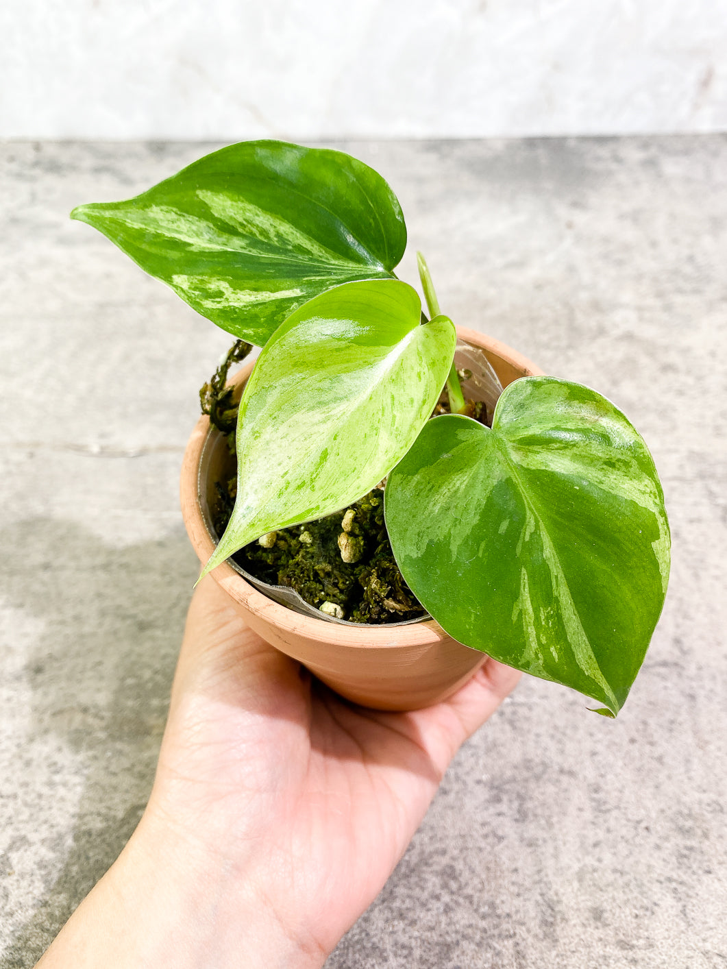 Philodendron Hederaceum variegated 3 leaves 1 sprout fully rooted