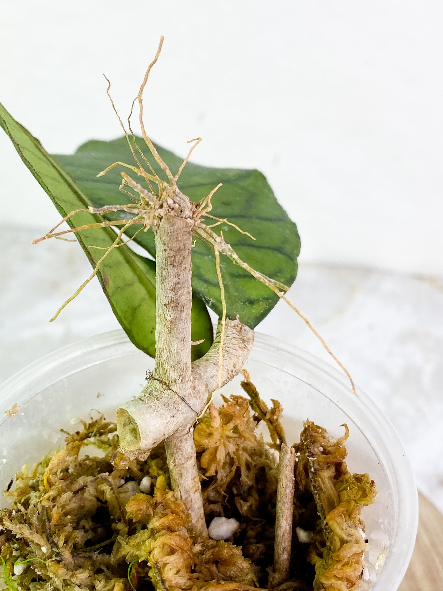 Hoya Gunung Gading Slightly Rooted 2 leaves