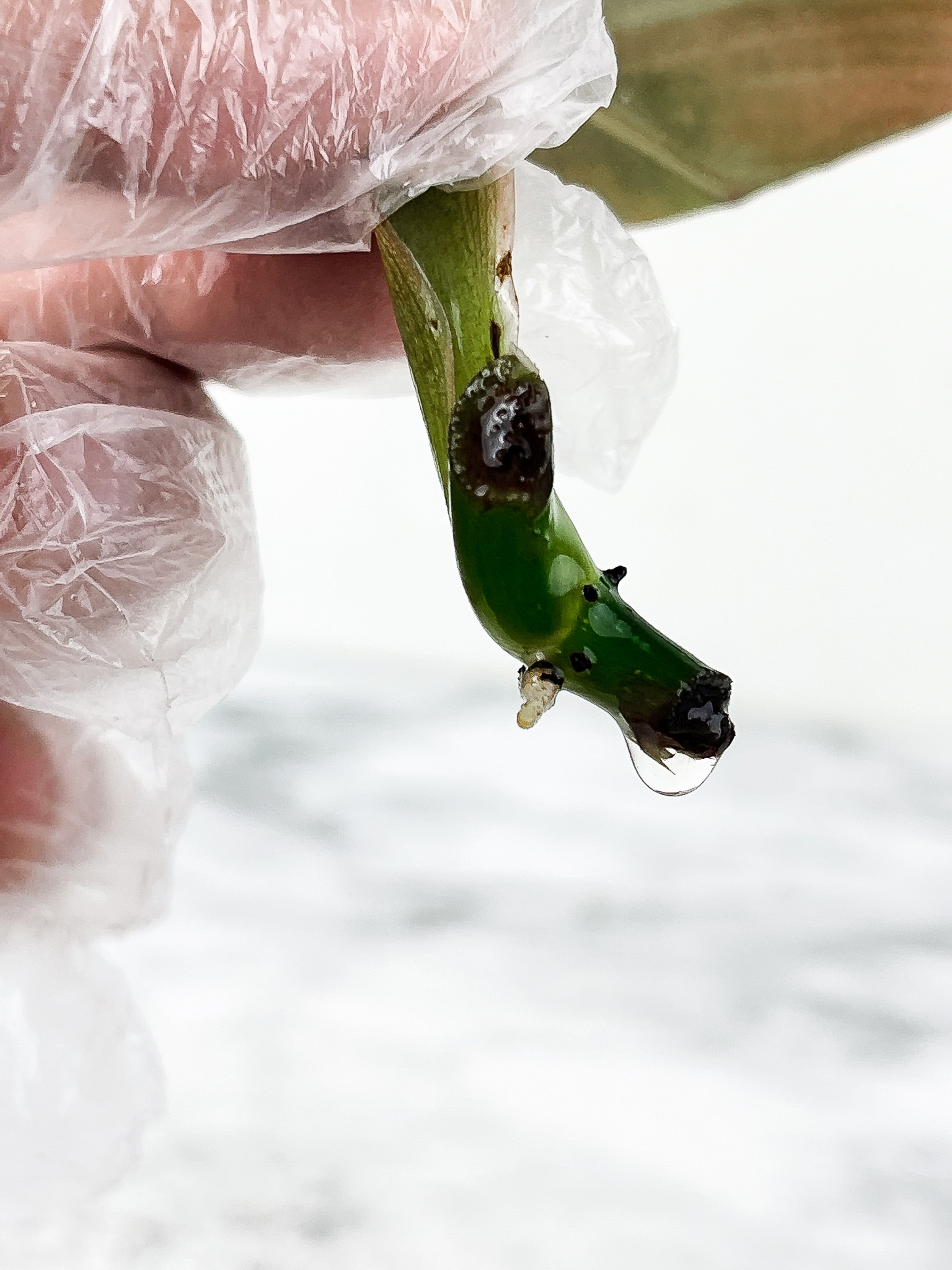 Philodendron Gigas slightly rooting cutting with 1 new sprout