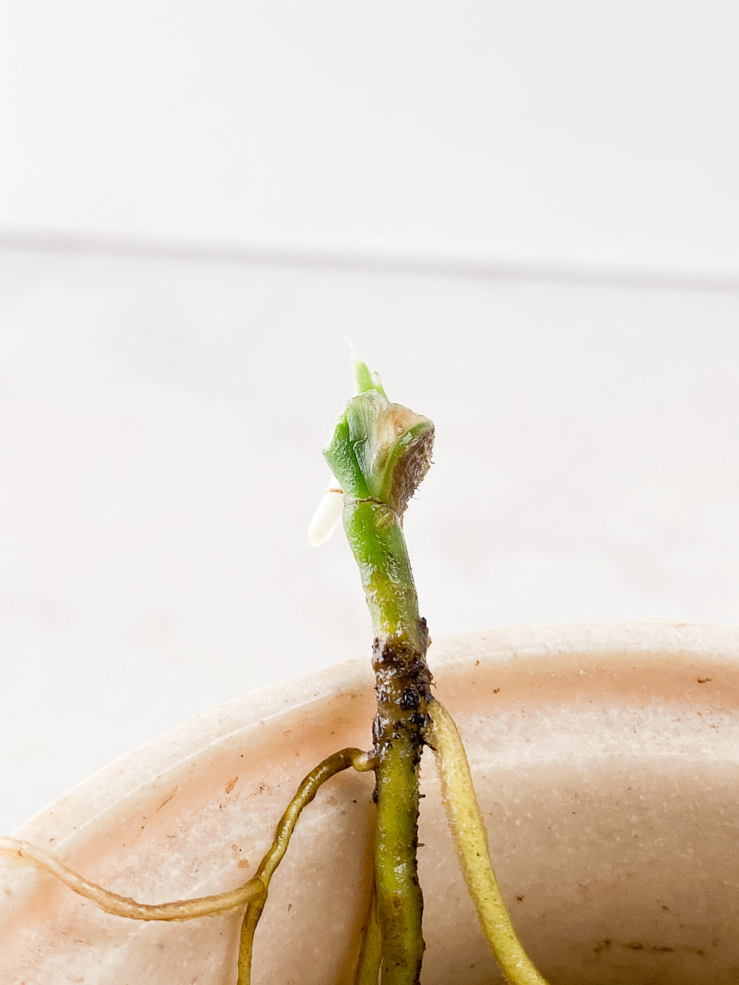 Monstera Adansonii Archipelago1 sprout