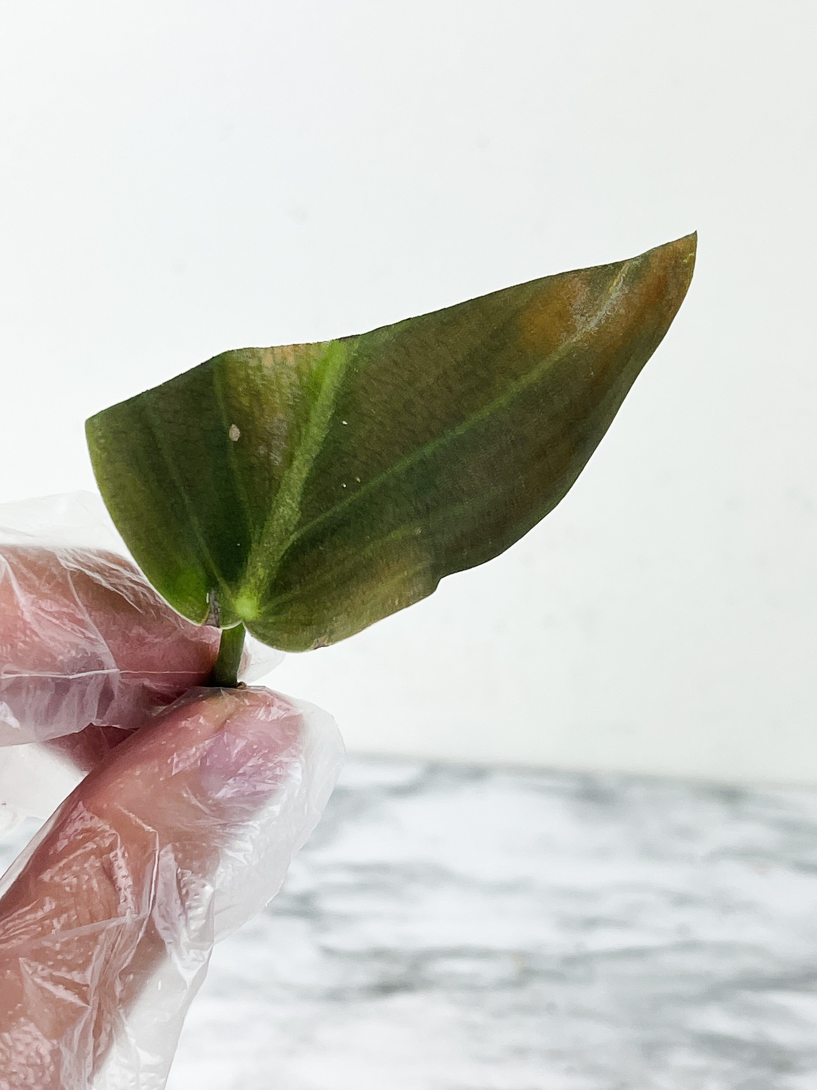 Philodendron Gigas slightly rooting cutting with 1 new sprout