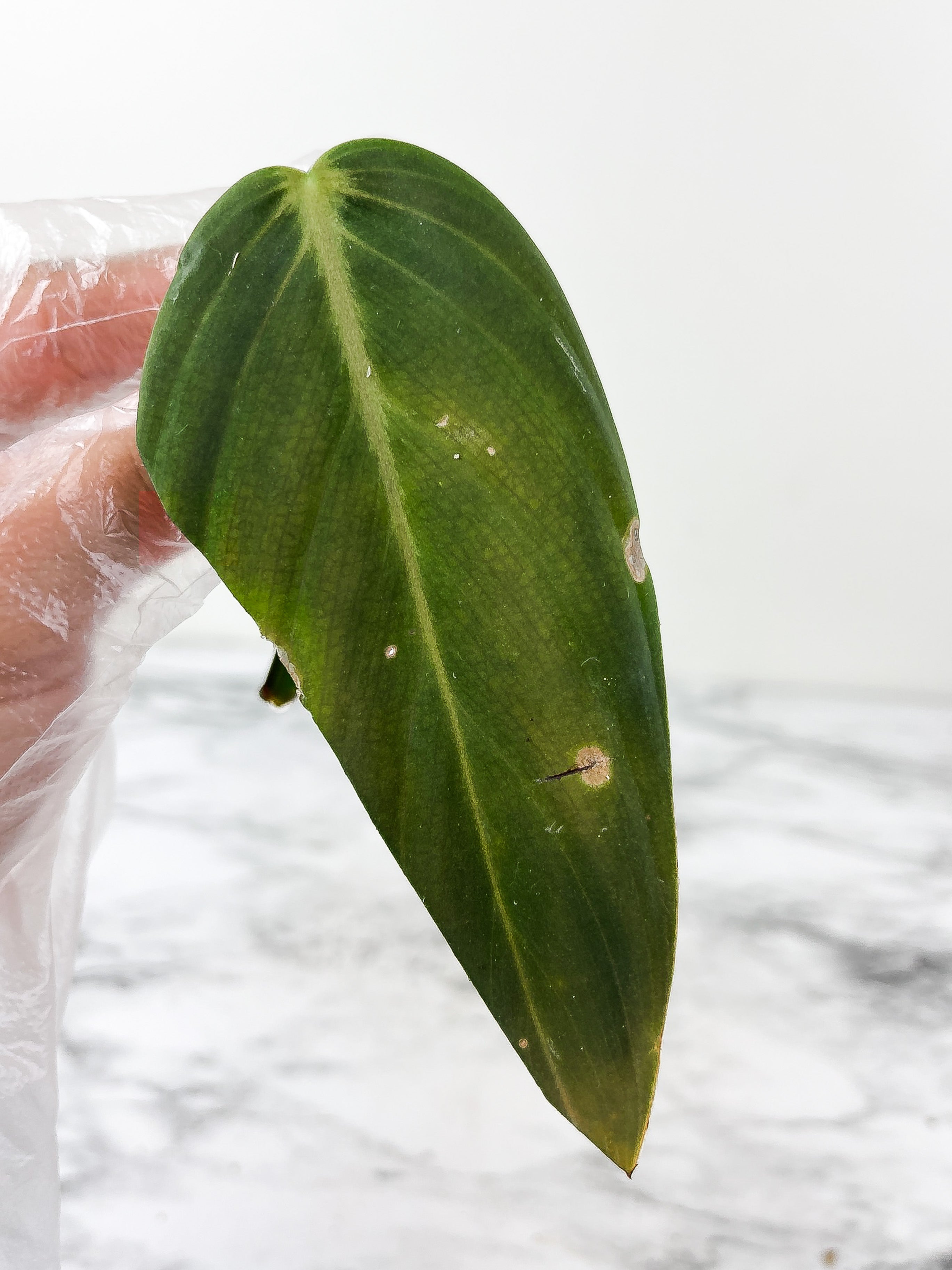 Philodendron Gigas slightly rooting cutting with 1 new sprout