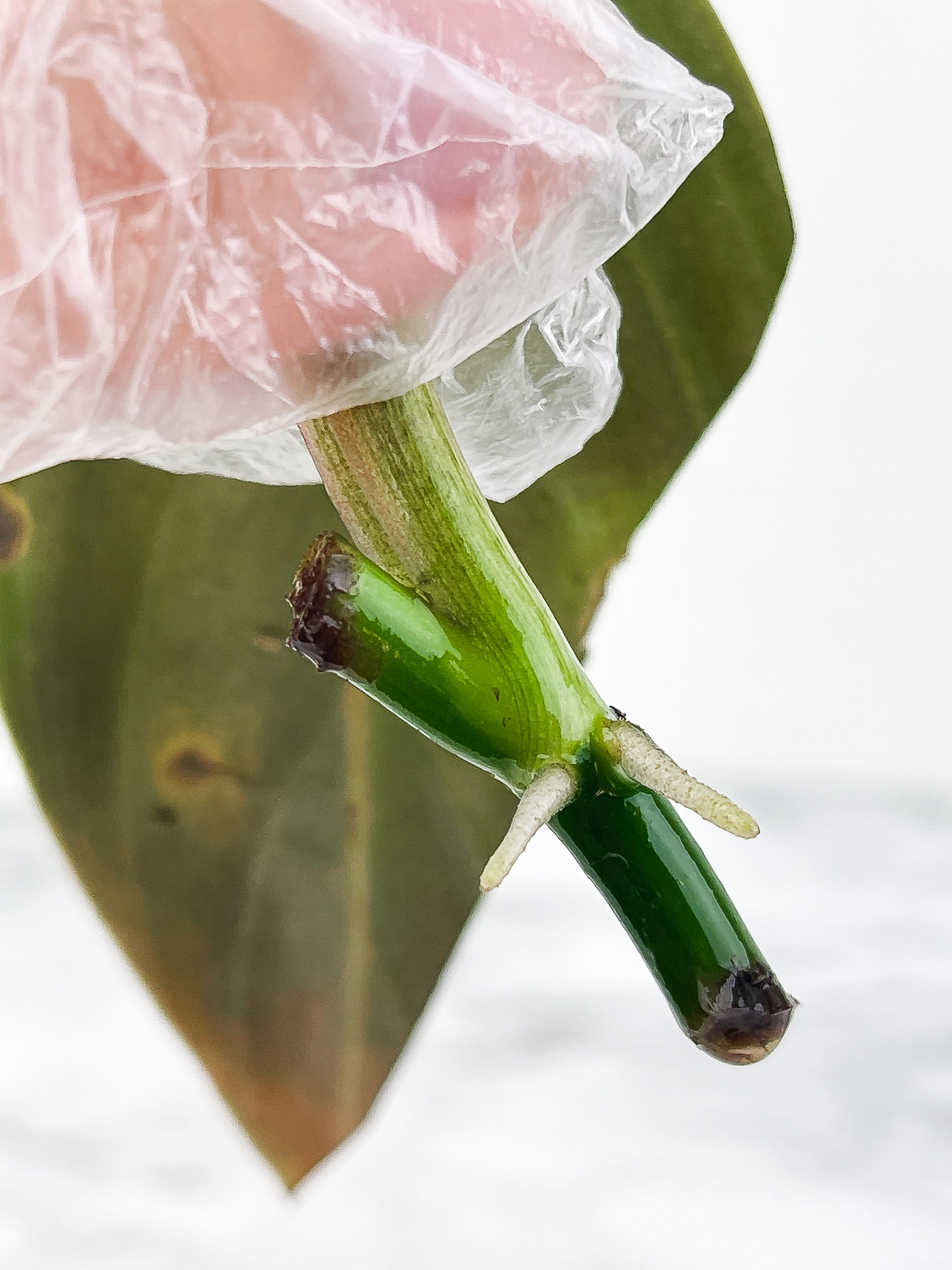 Philodendron Gigas slightly rooting cutting with 1 new sprout