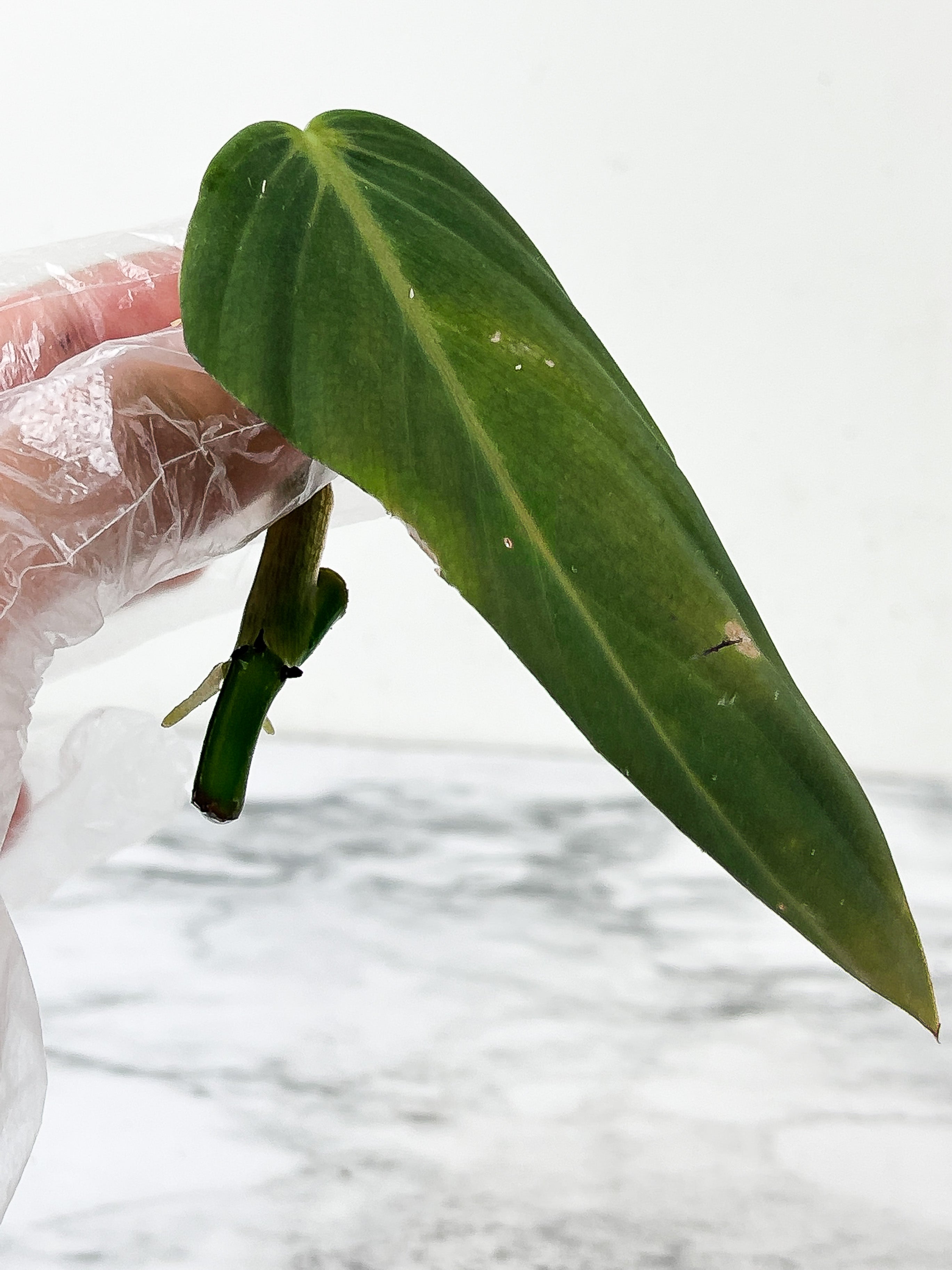 Philodendron Gigas slightly rooting cutting with 1 new sprout