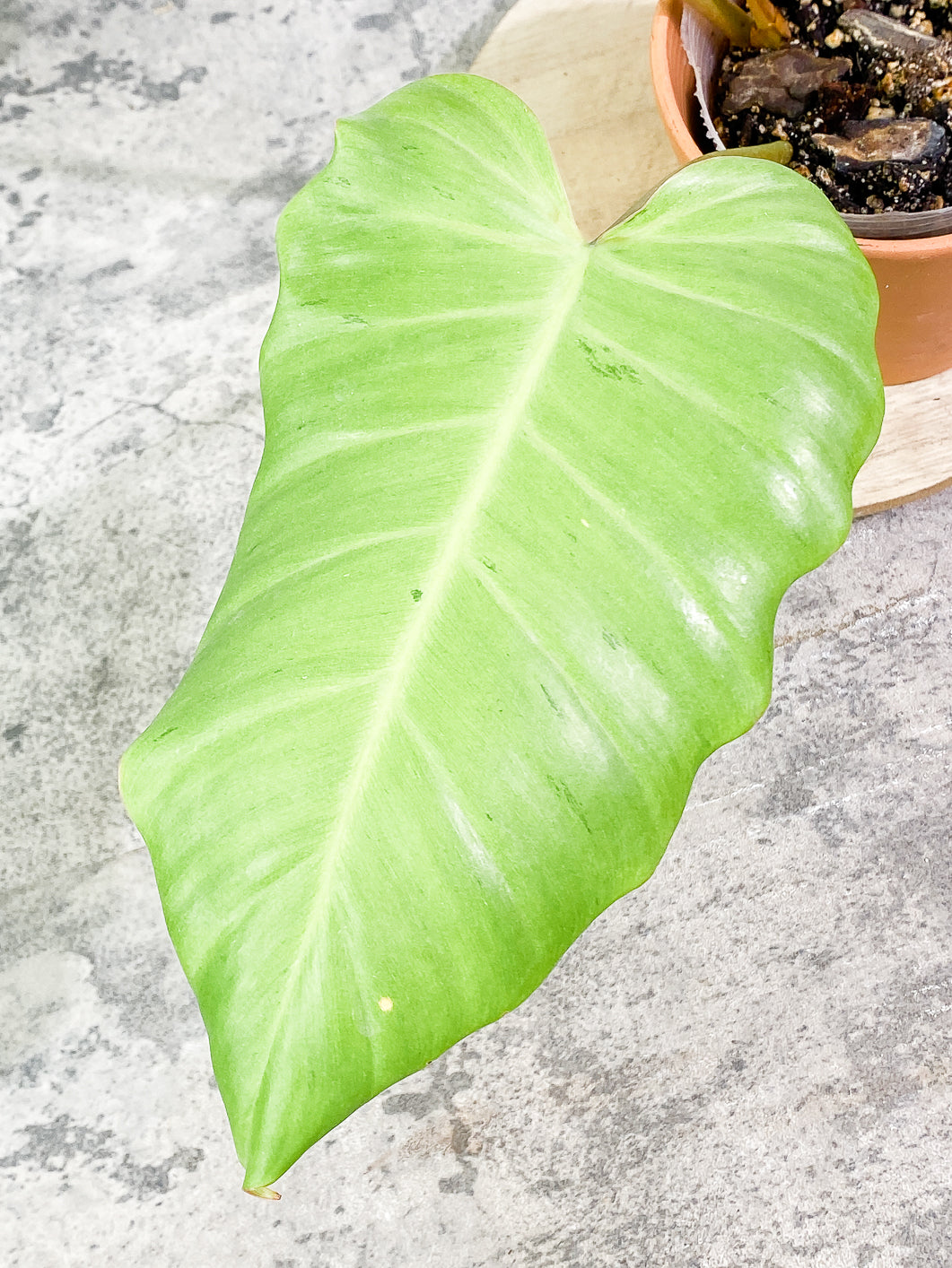Philodendron Snowdrifts Rooted 2 big leaves 1 sprout Top Cutting