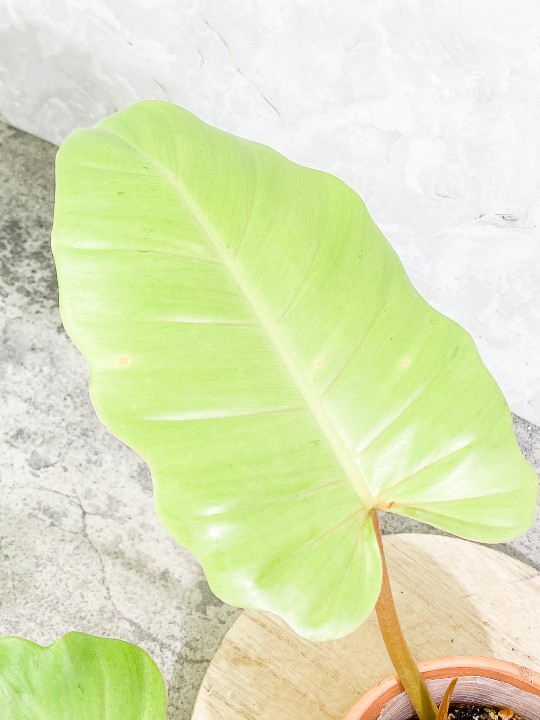 Philodendron Snowdrifts Rooted 2 big leaves 1 sprout Top Cutting