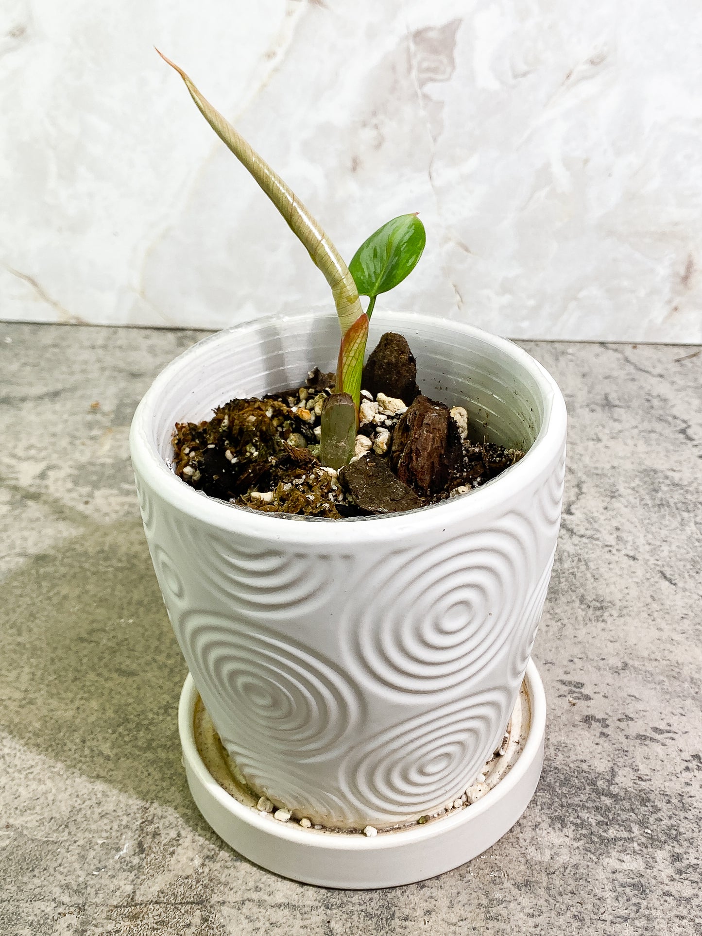 Philodendron Sodiroi 1 leaf 1 sprout fully rooted