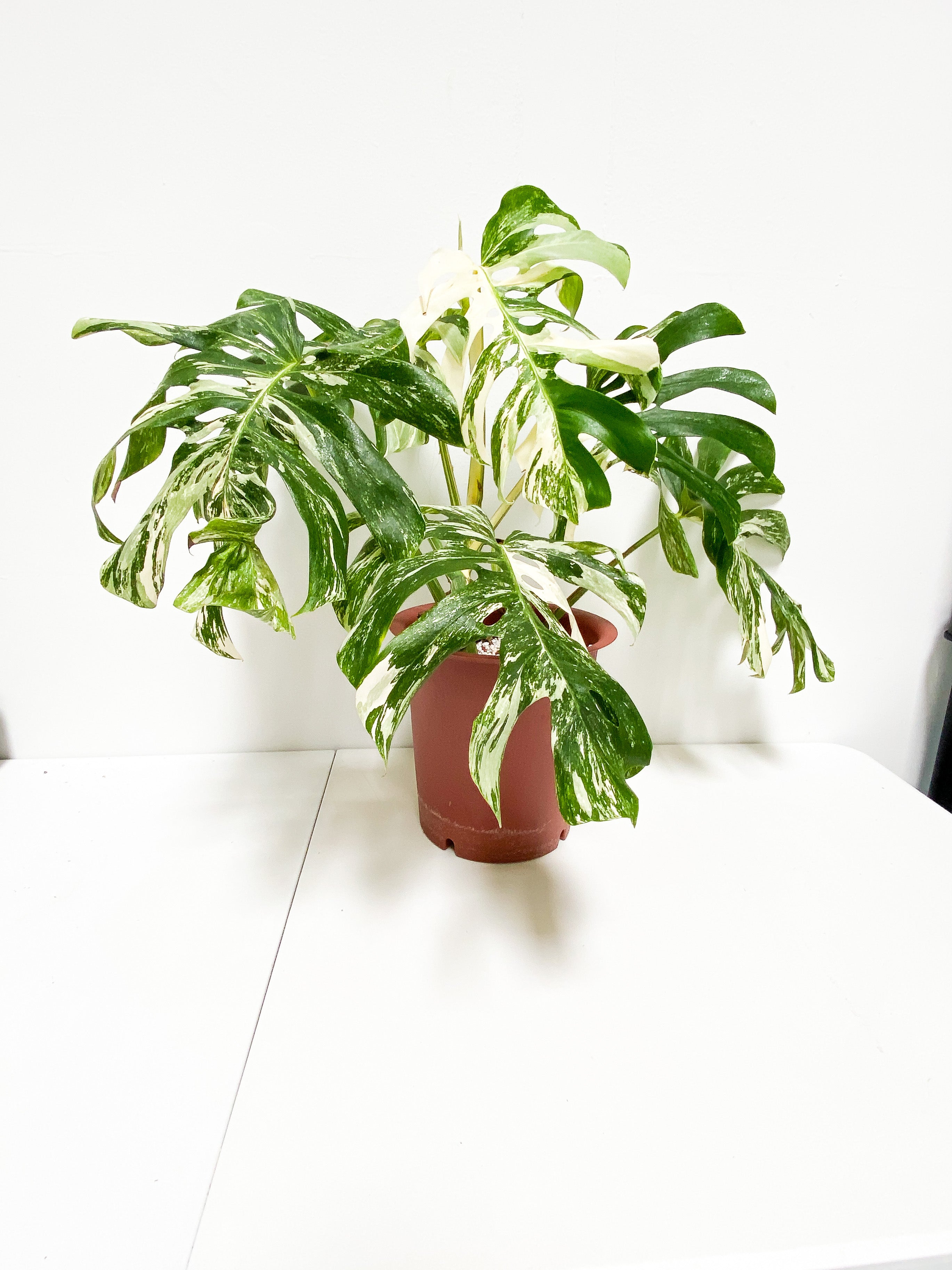 Monstera Albo 7 giant leaves