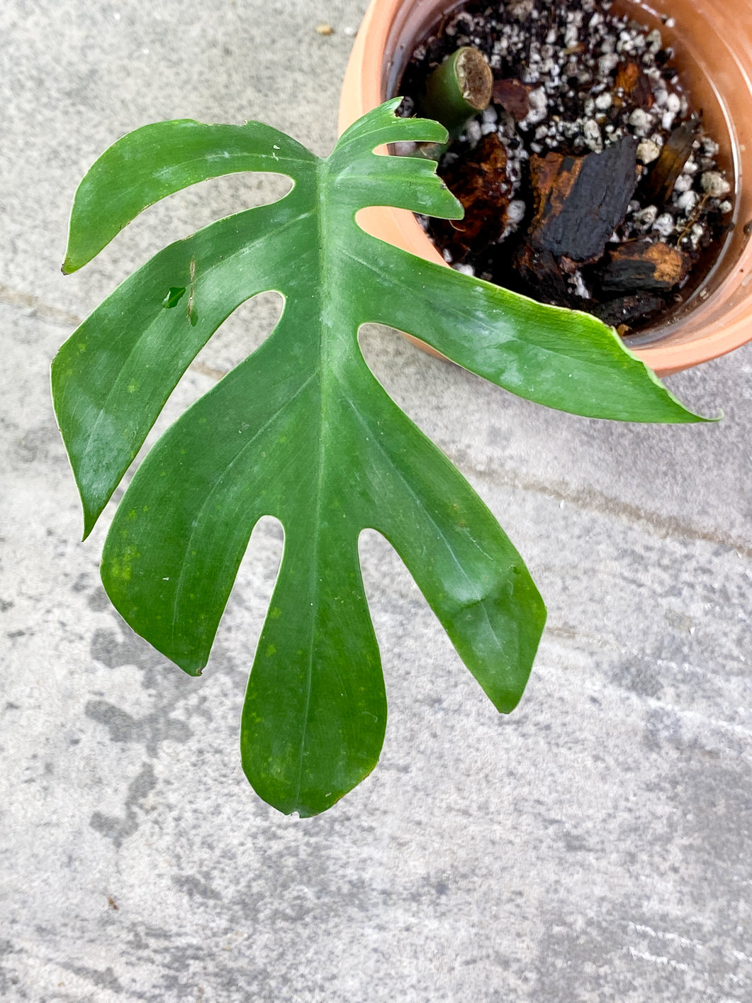 Rhaphidophora Sp Flame 1 leaf Slightly Rooted