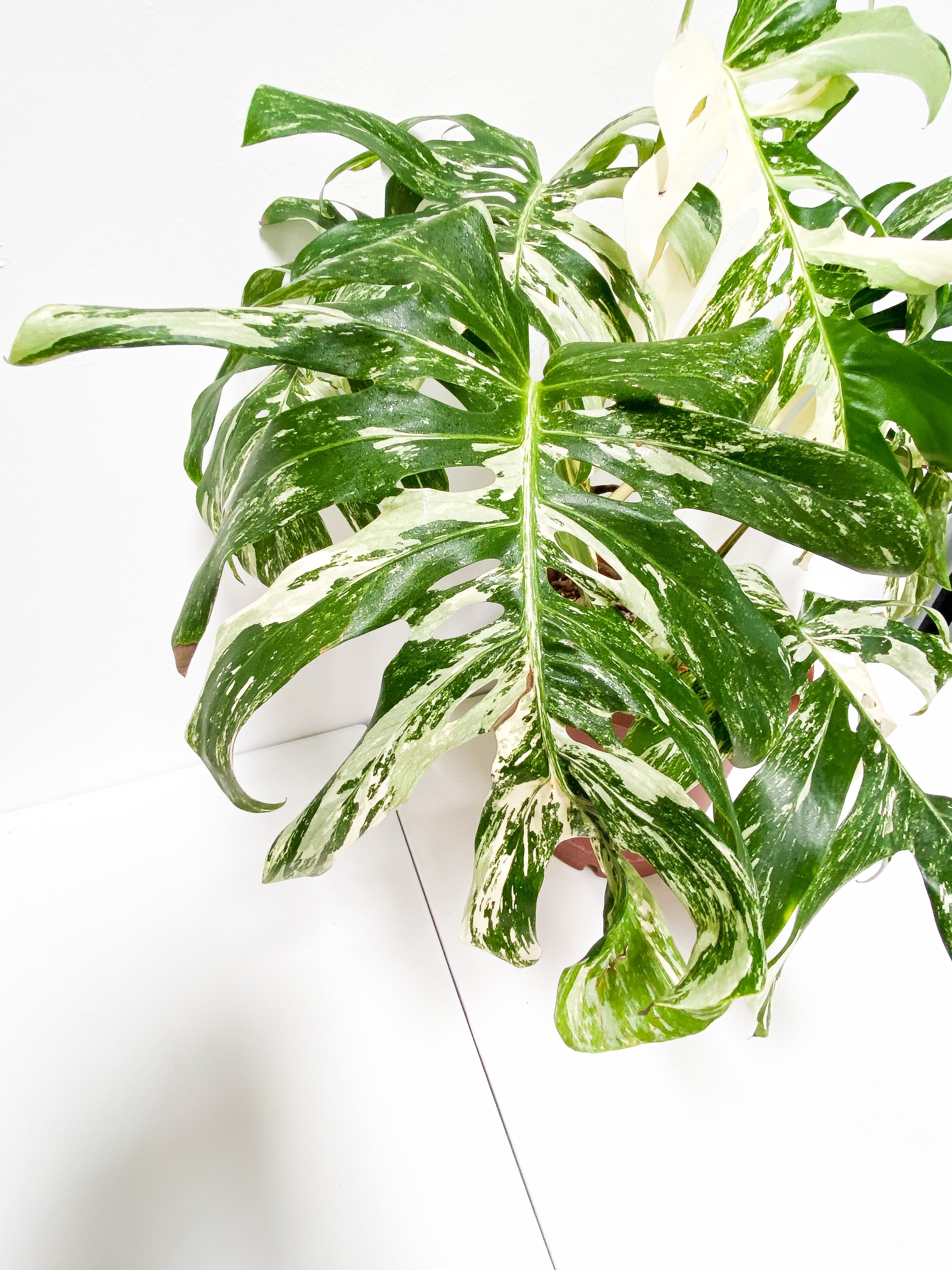 Monstera Albo 7 giant leaves