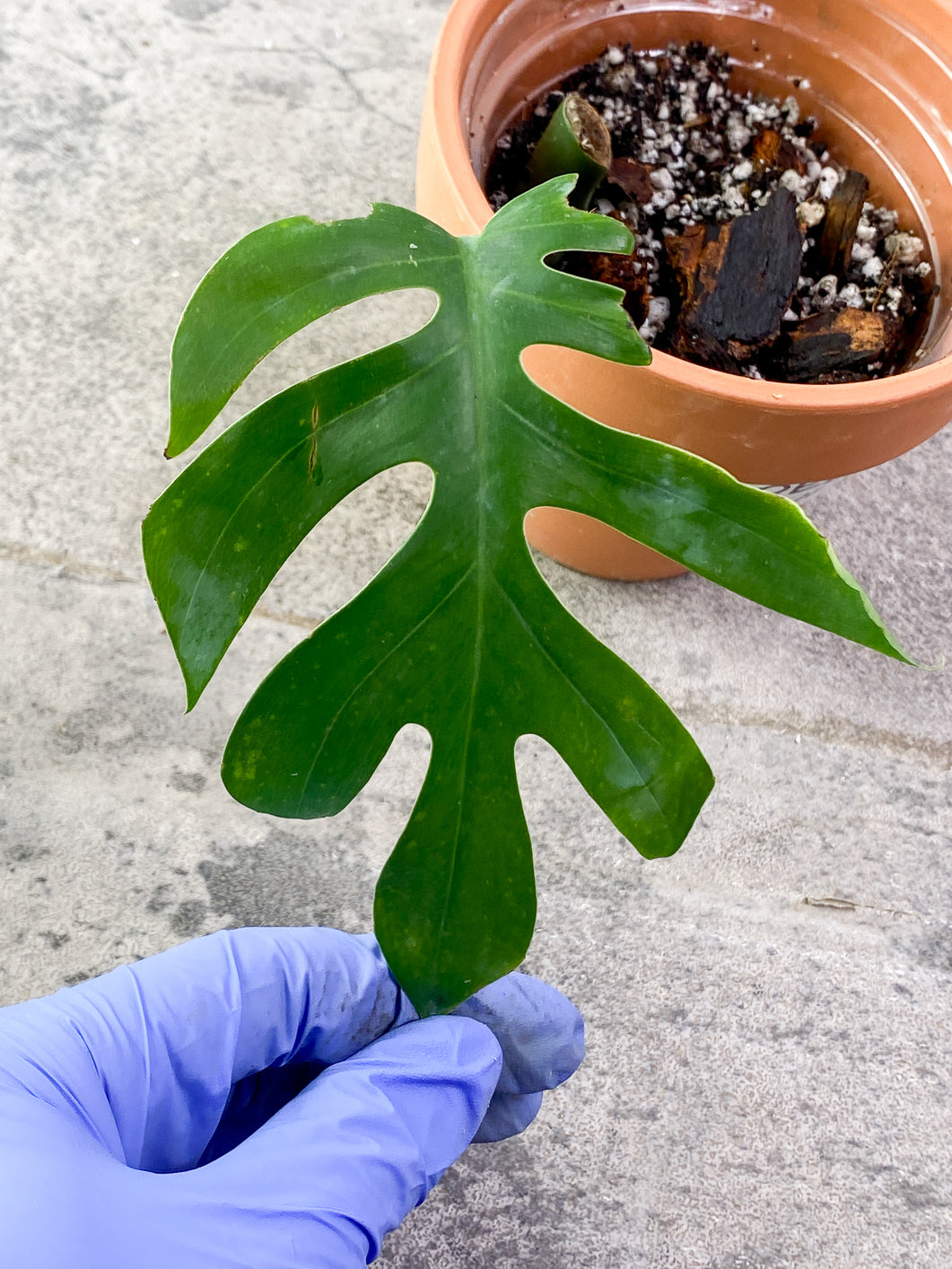 Rhaphidophora Sp Flame 1 leaf Slightly Rooted
