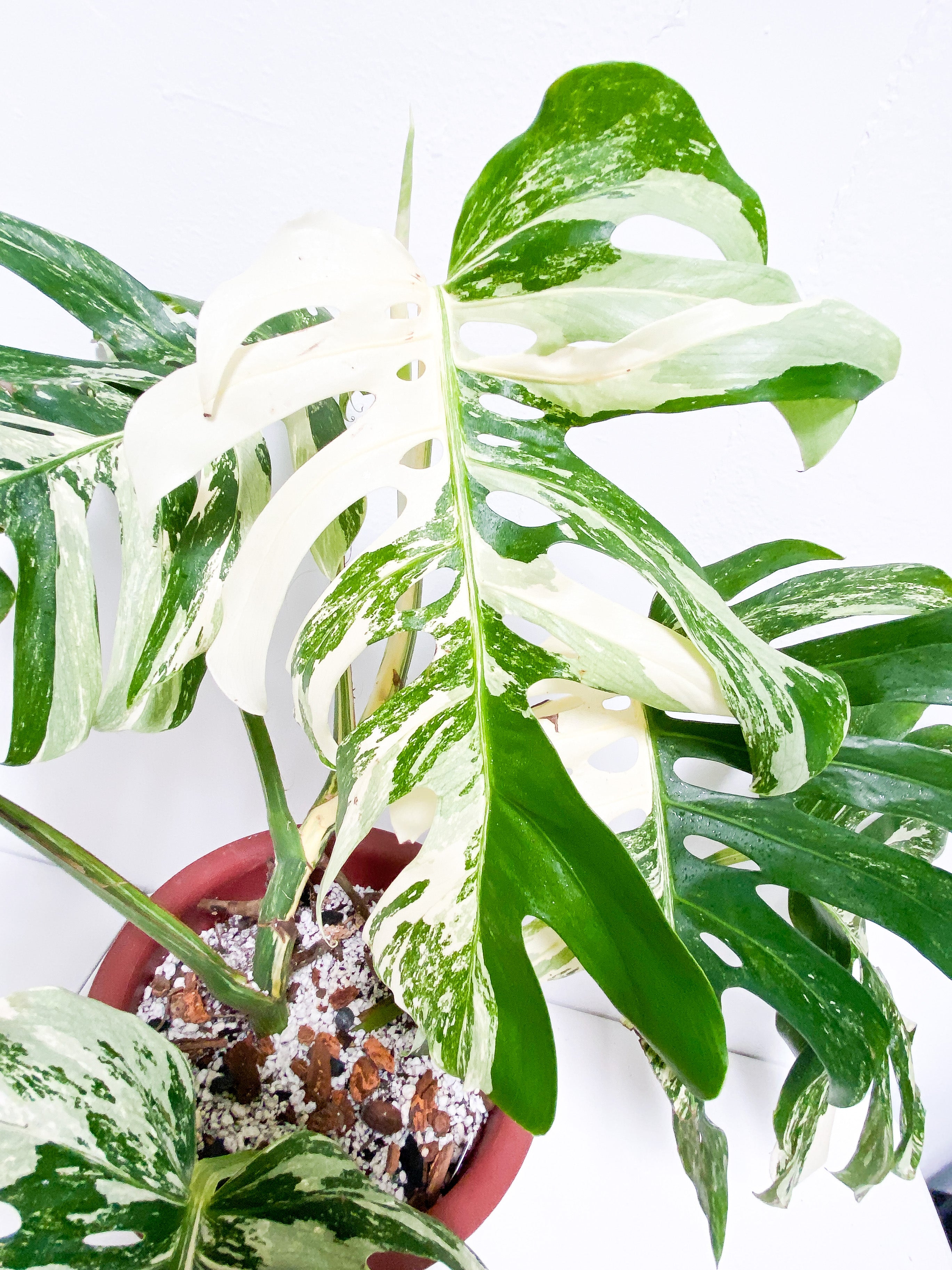 Monstera Albo 7 giant leaves