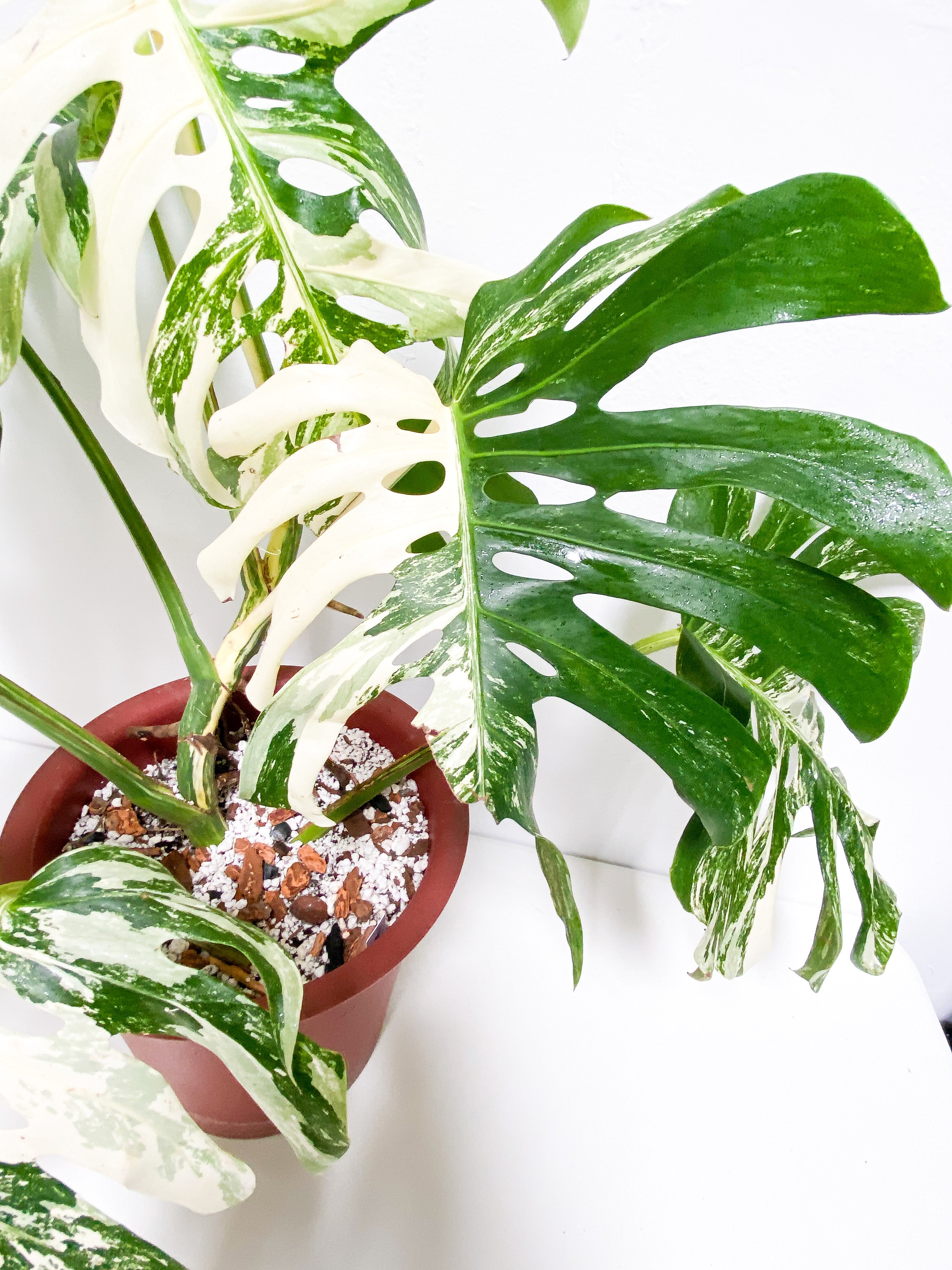 Monstera Albo 7 giant leaves