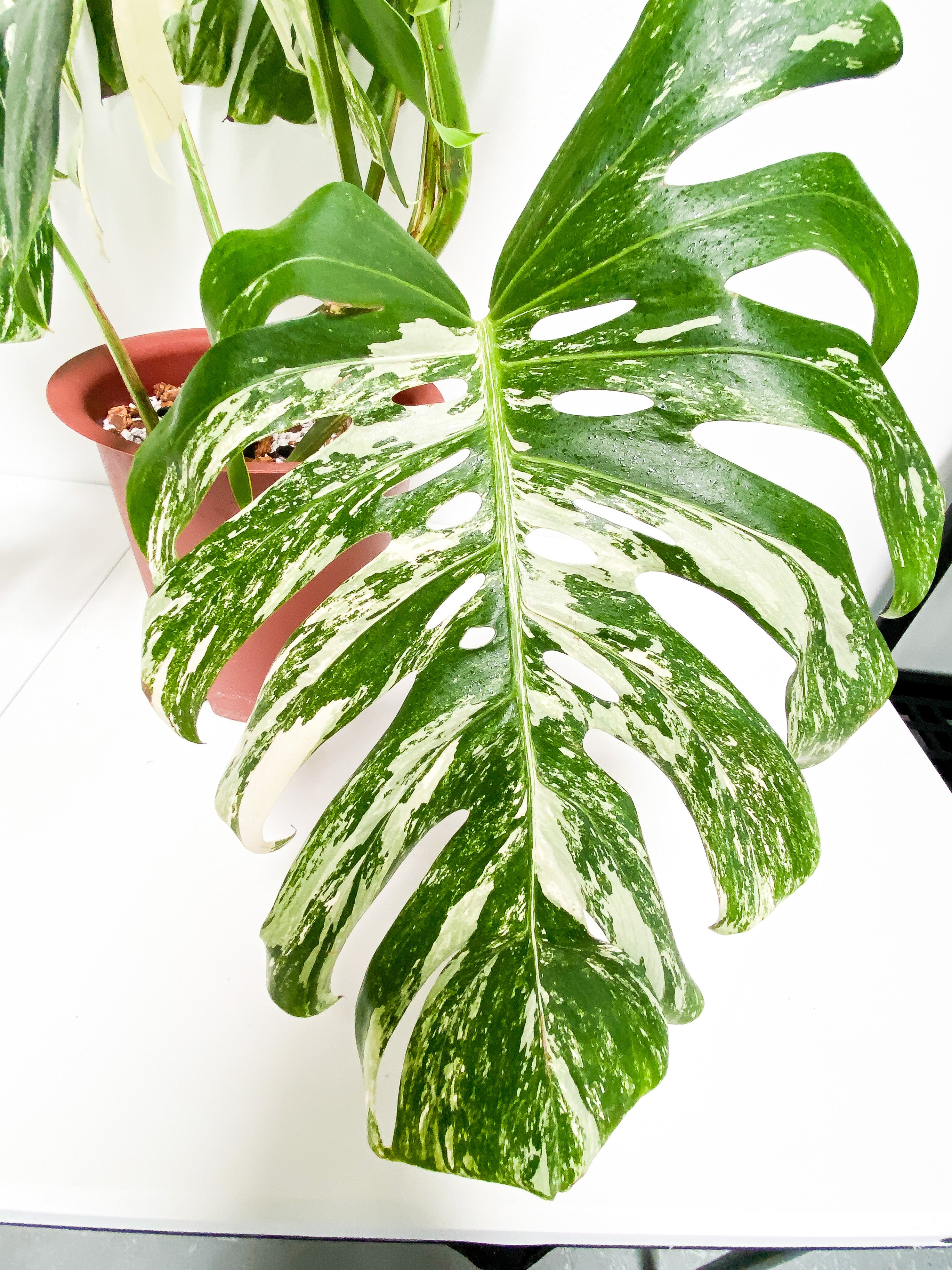 Monstera Albo 7 giant leaves