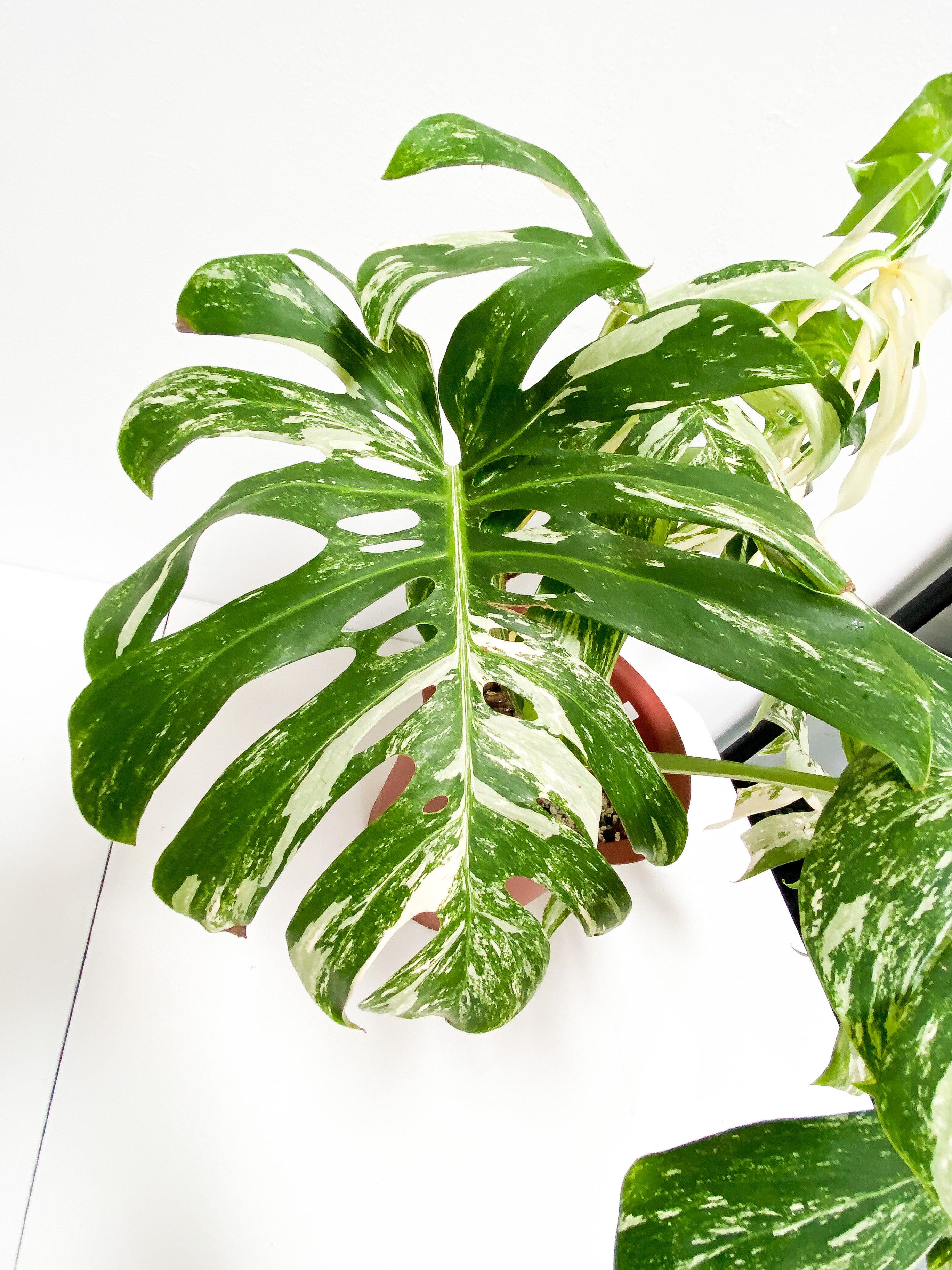 Monstera Albo 7 giant leaves