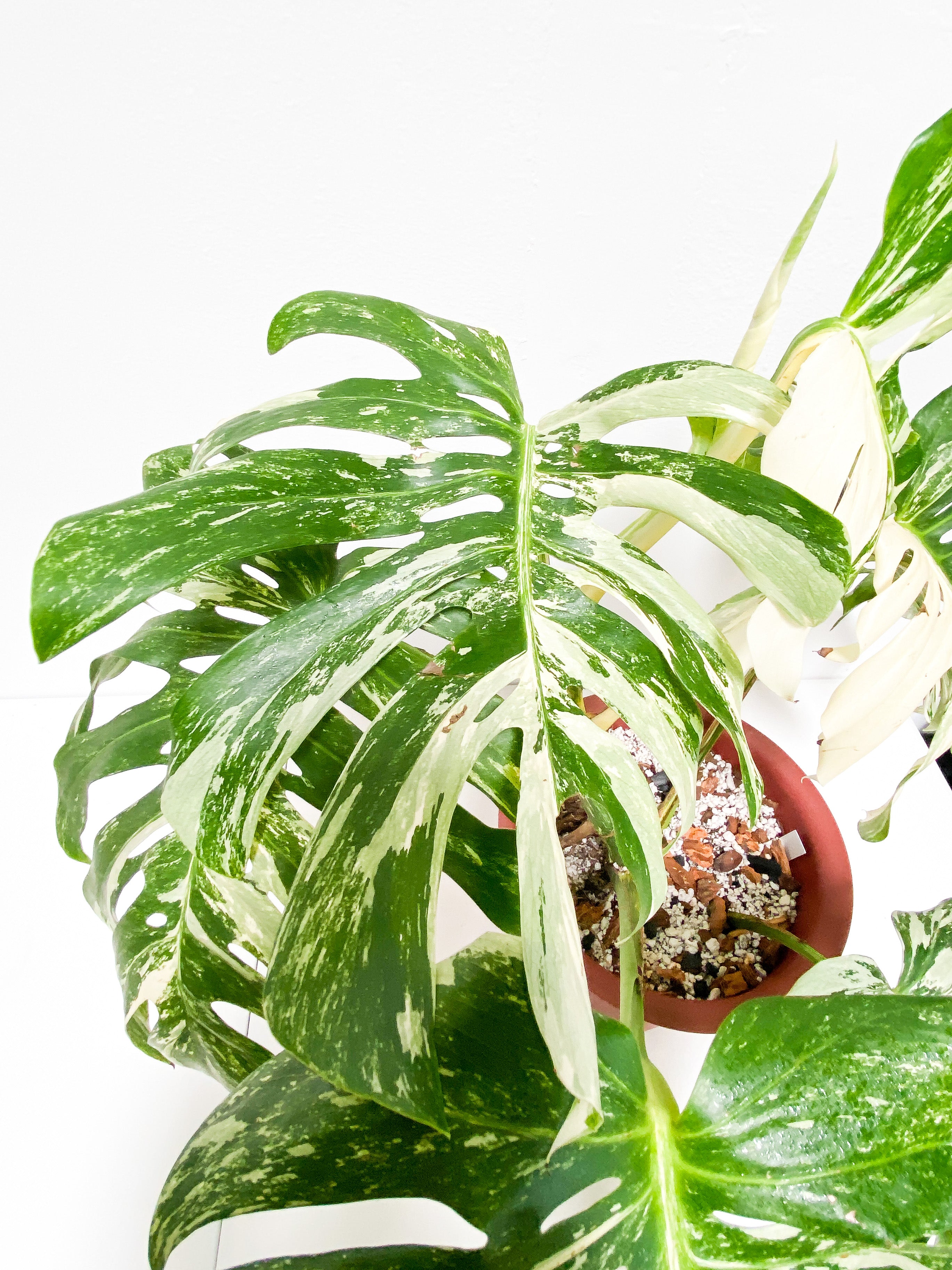 Monstera Albo 7 giant leaves