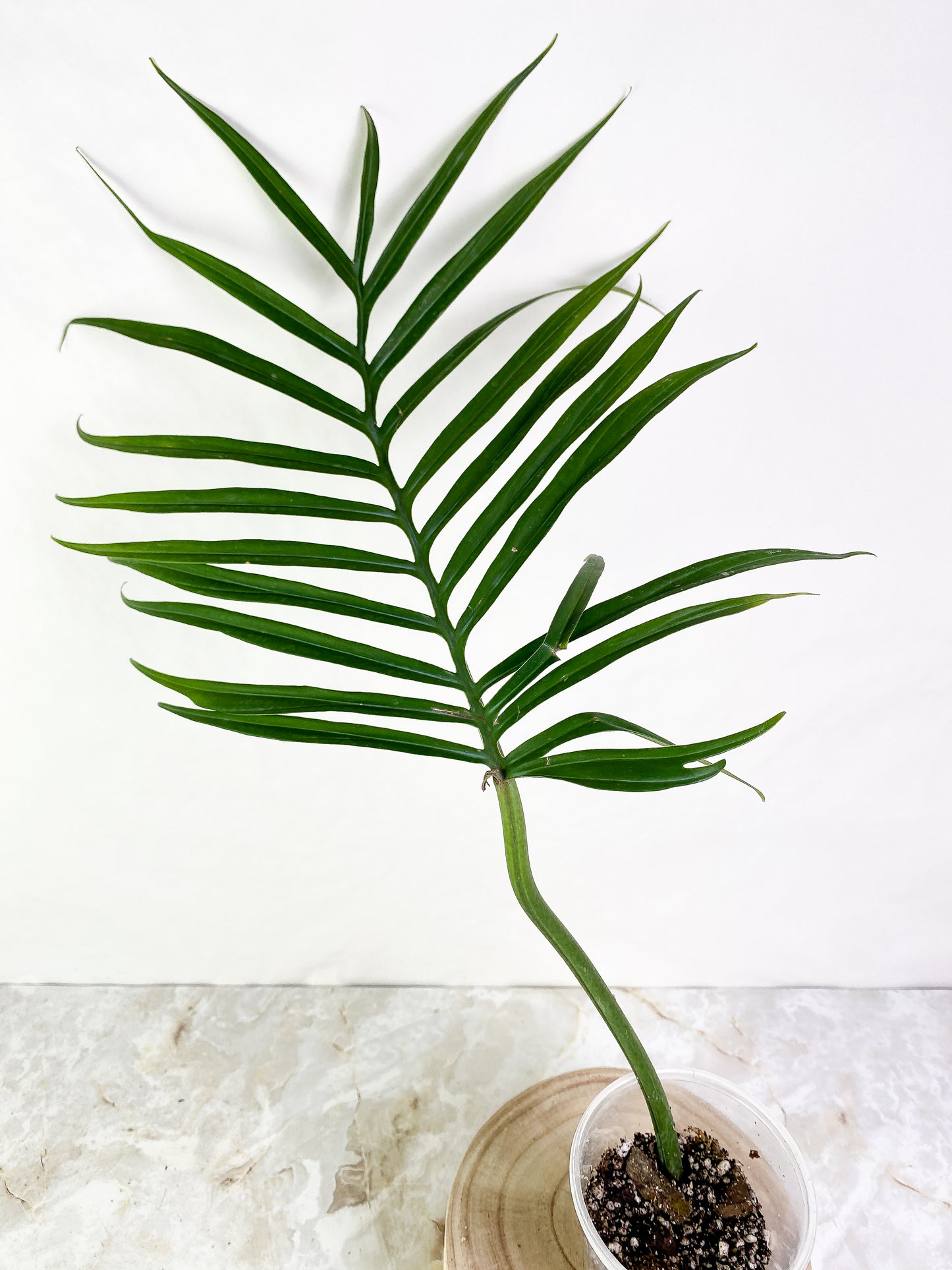 Philodendron Tortum 1 leaf Rooted