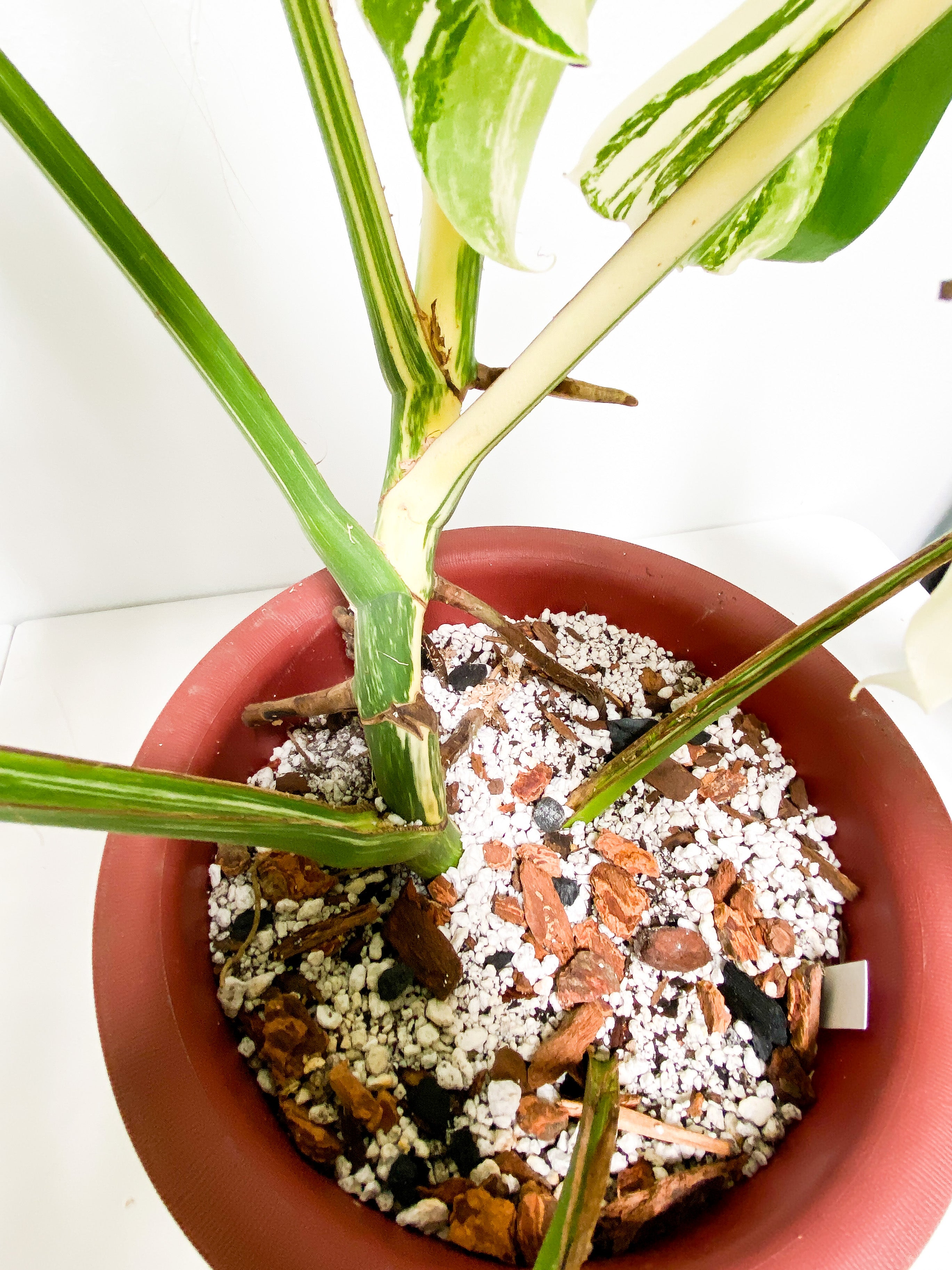 Monstera Albo 7 giant leaves