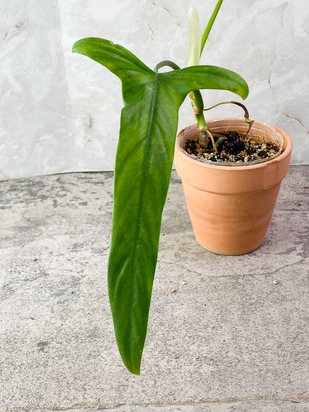 Philodendron Holtonianum 2 leaves 1 sprout rooting in soil