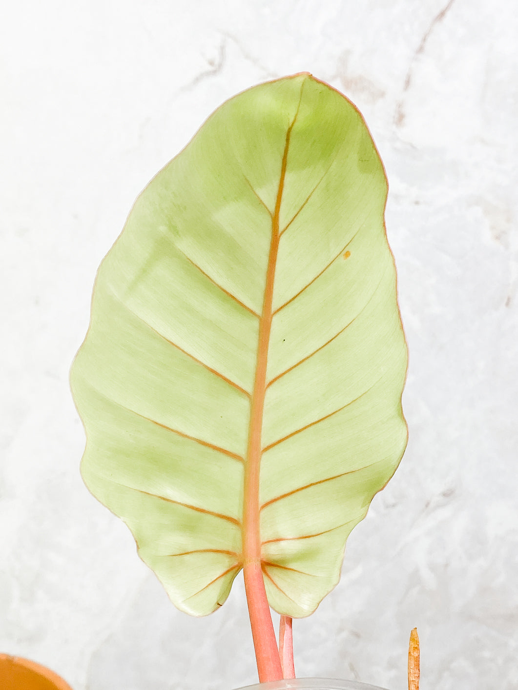 Philodendron Snowdrifts Rooted 2 leaves 1 sprout Top Cutting