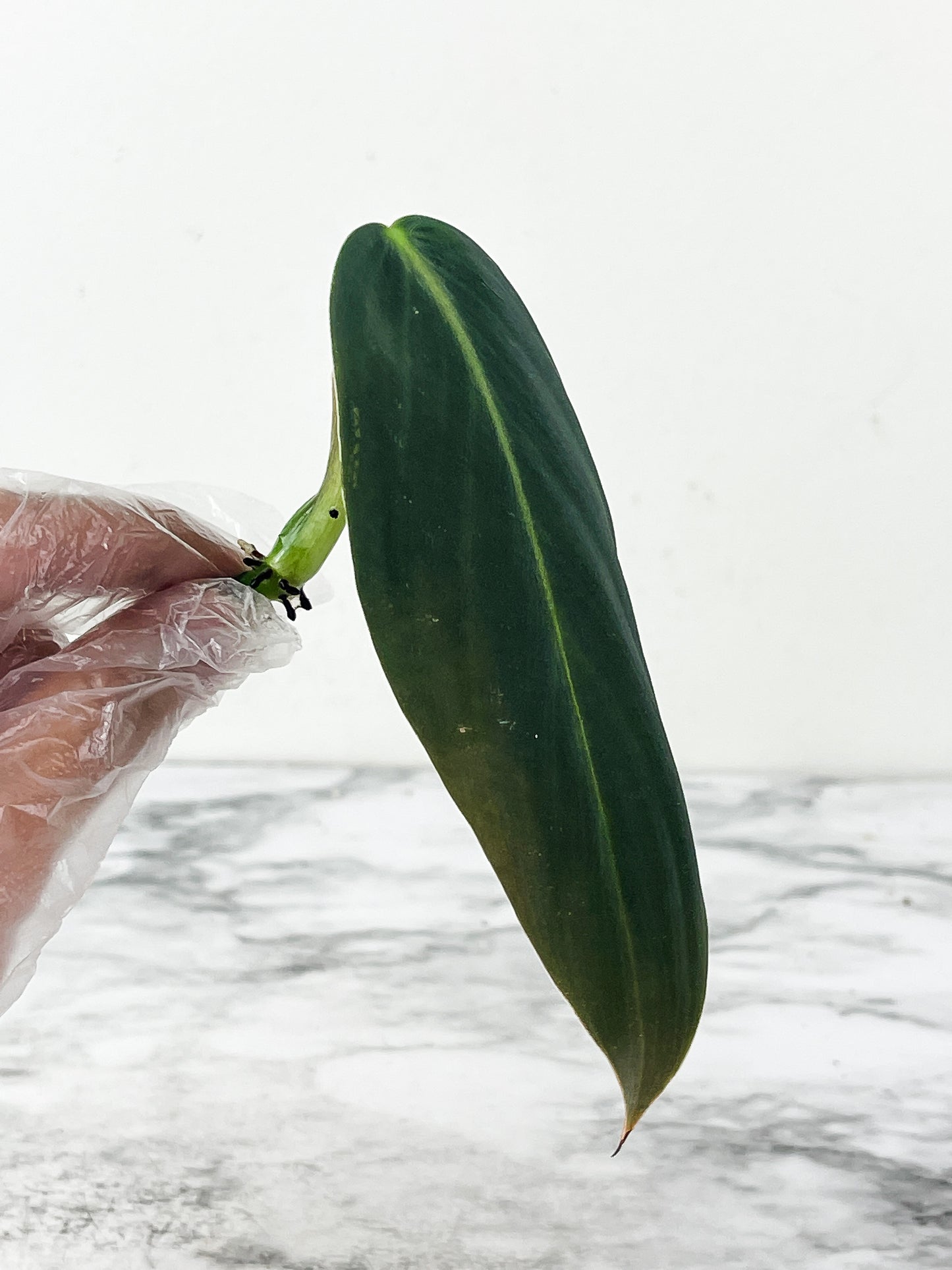 Philodendron Gigas slightly rooting cutting with 1 new sprout