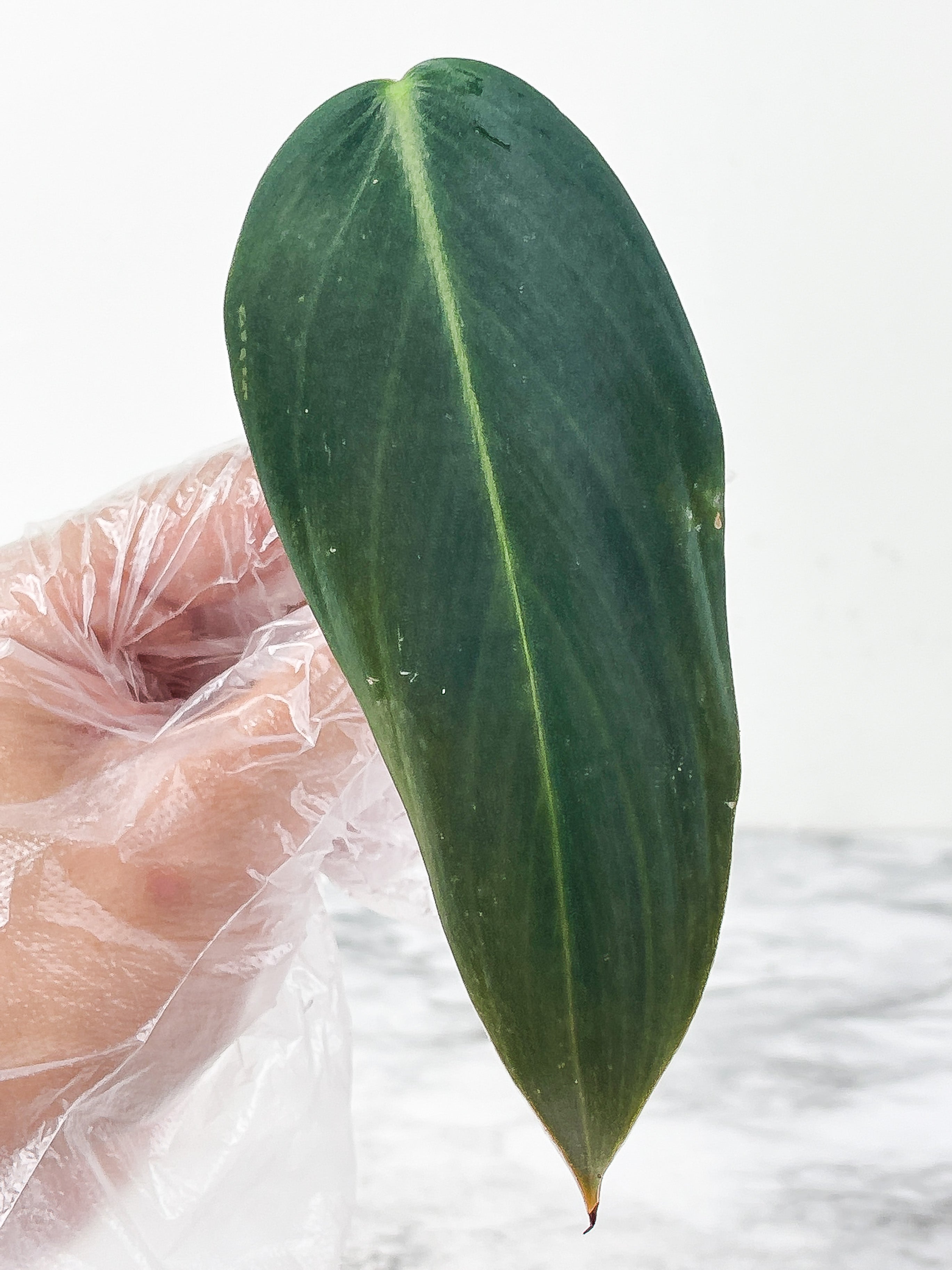 Philodendron Gigas slightly rooting cutting with 1 new sprout