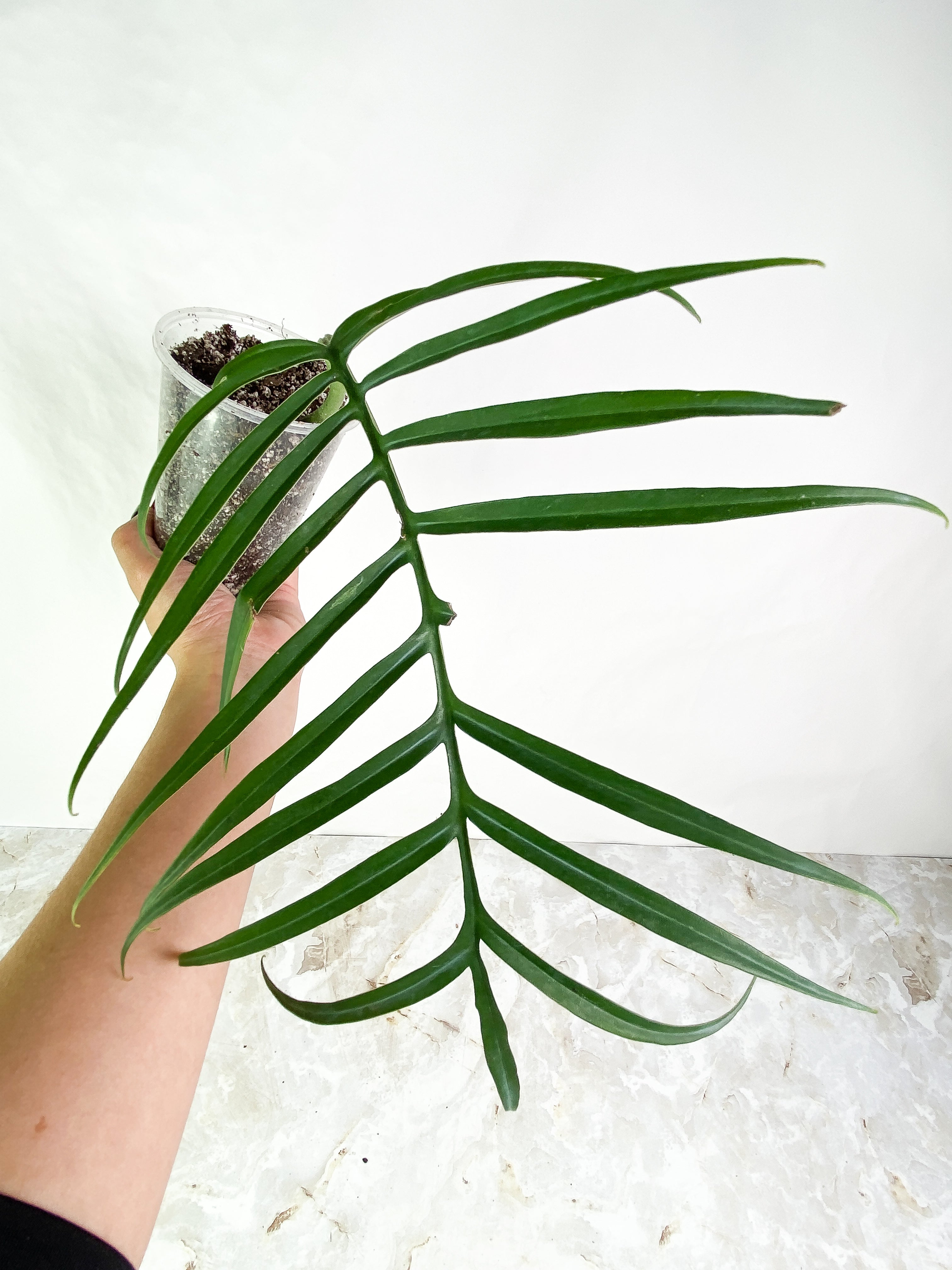 Philodendron Tortum 1 leaf Rooted