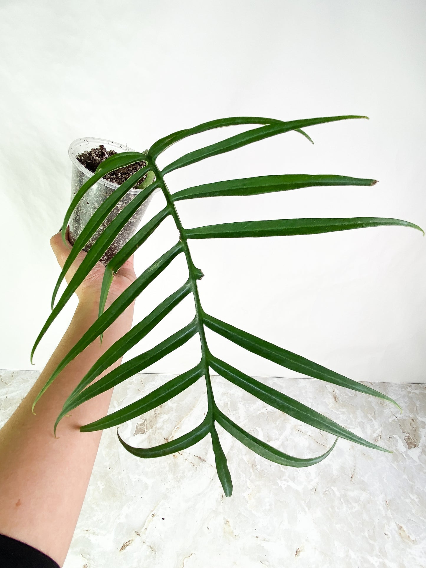 Philodendron Tortum 1 leaf Rooted