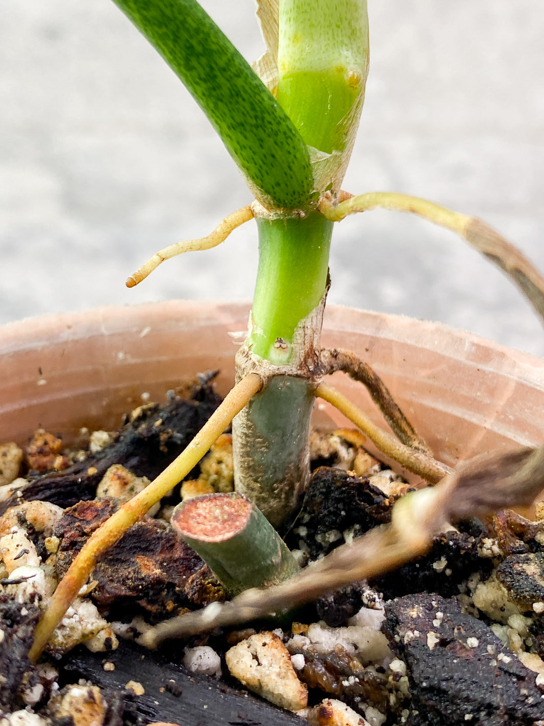 Philodendron Holtonianum 2 leaves 1 sprout rooting in soil