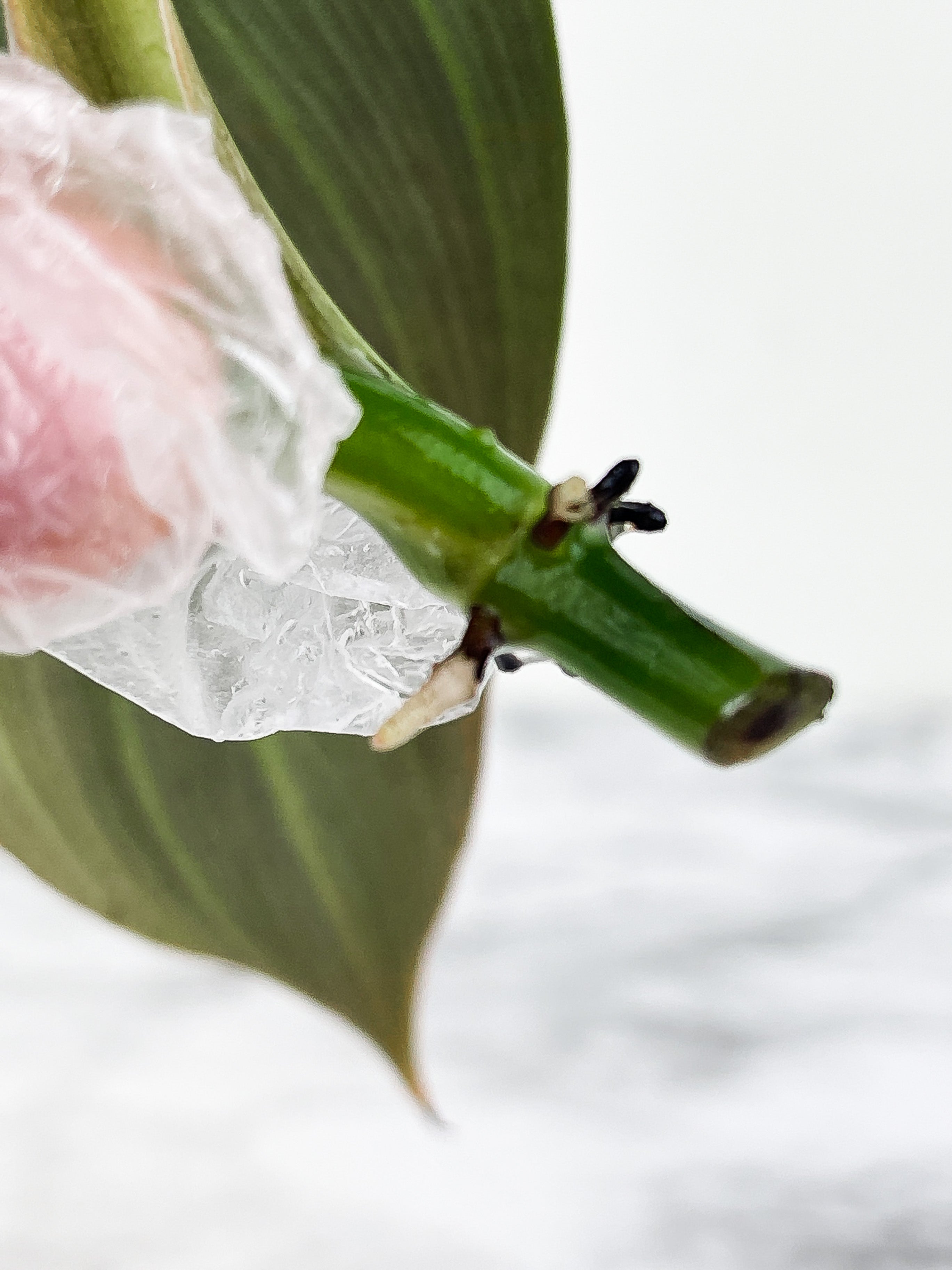 Philodendron Gigas slightly rooting cutting with 1 new sprout