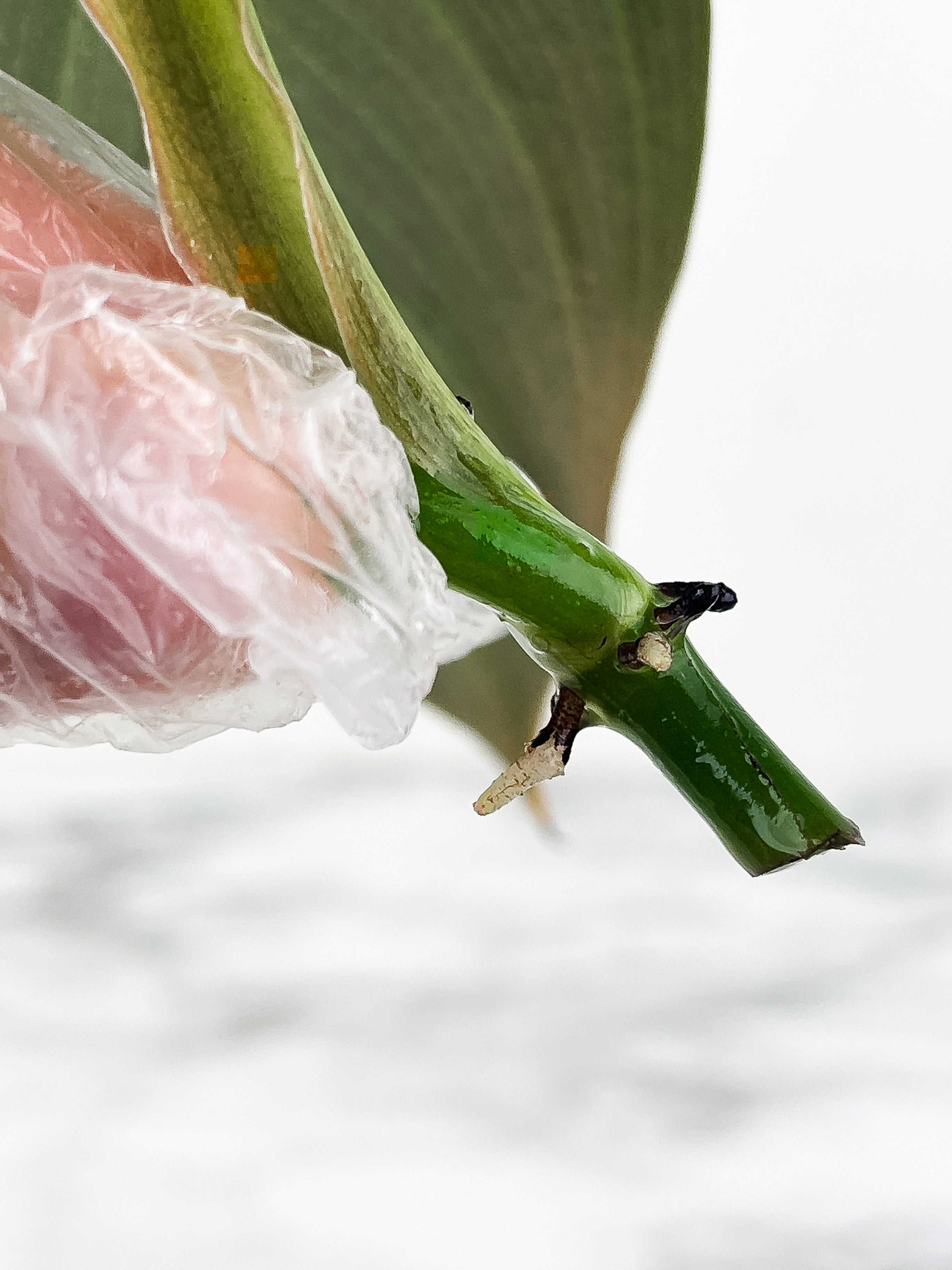 Philodendron Gigas slightly rooting cutting with 1 new sprout