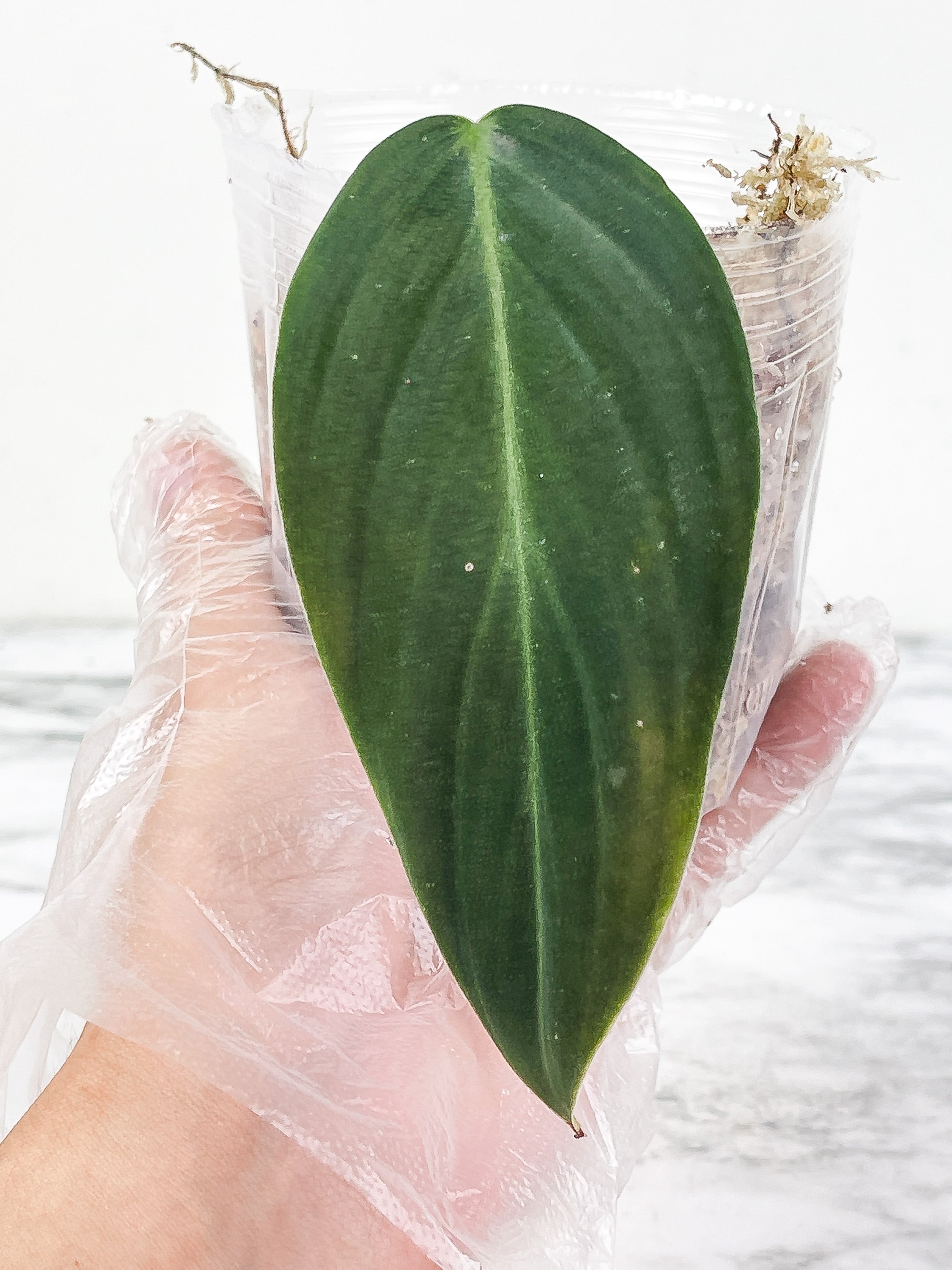 Philodendron Gigas slightly rooted node