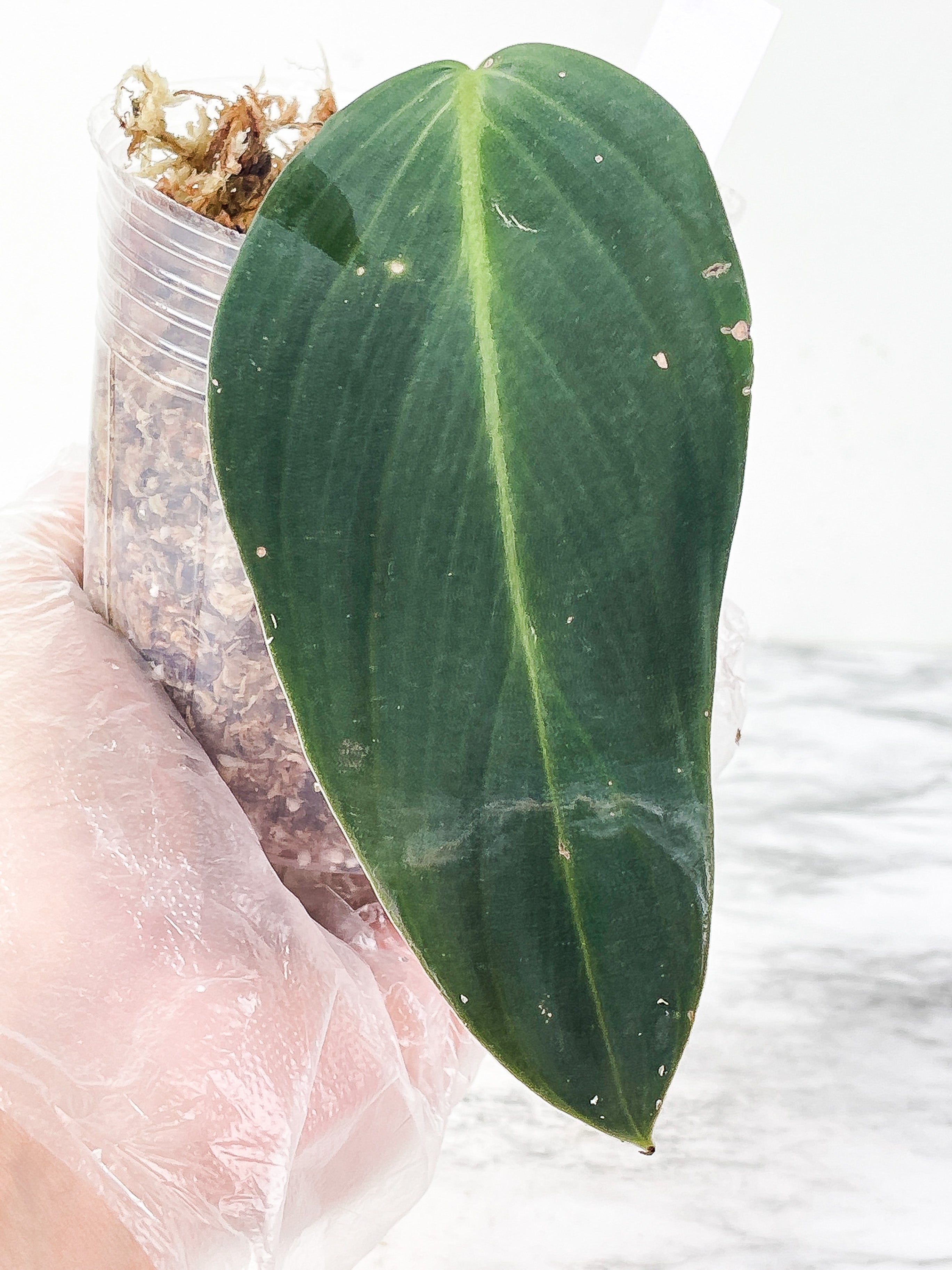 Philodendron Gigas slightly rooted node