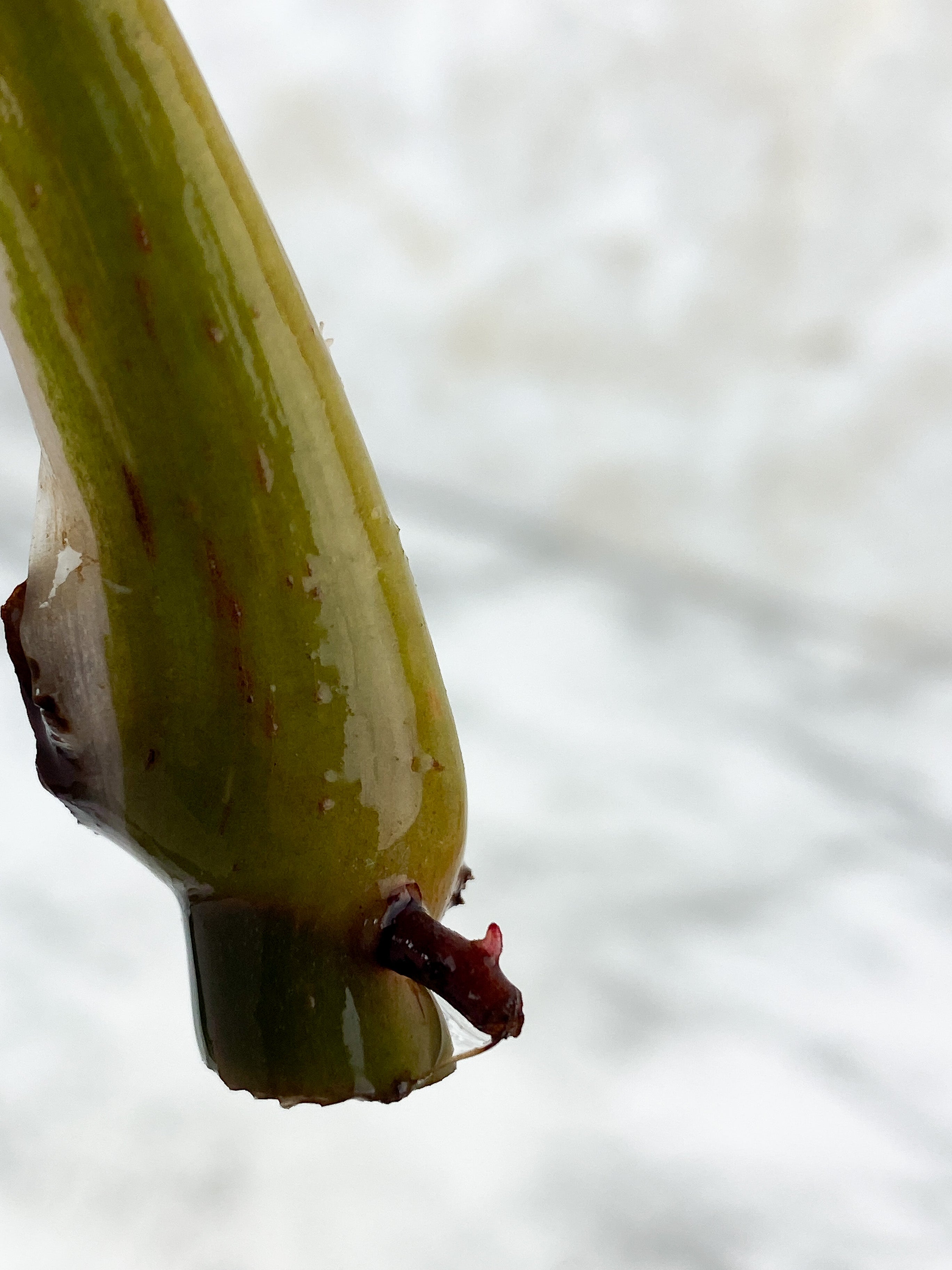 Philodendron White Knight Rooting Cutting.