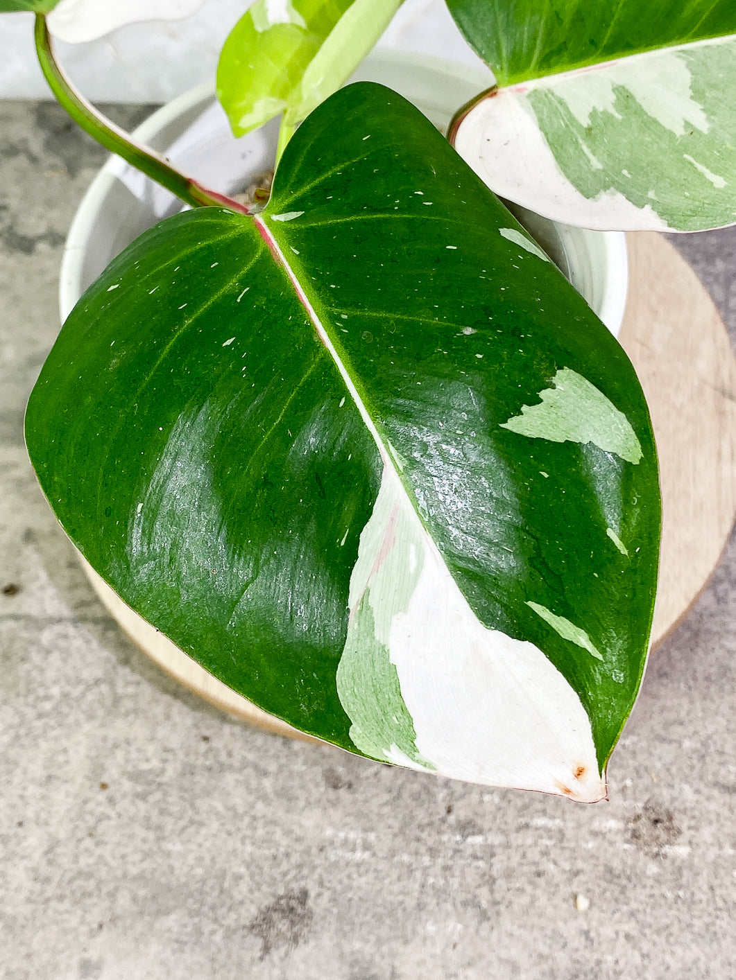 Philodendron White Princess tricolor Highly Variegated  Slightly Rooted 4 leaves