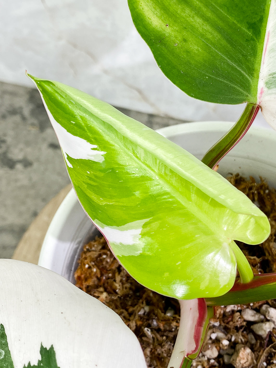 Philodendron White Princess tricolor Highly Variegated  Slightly Rooted 4 leaves