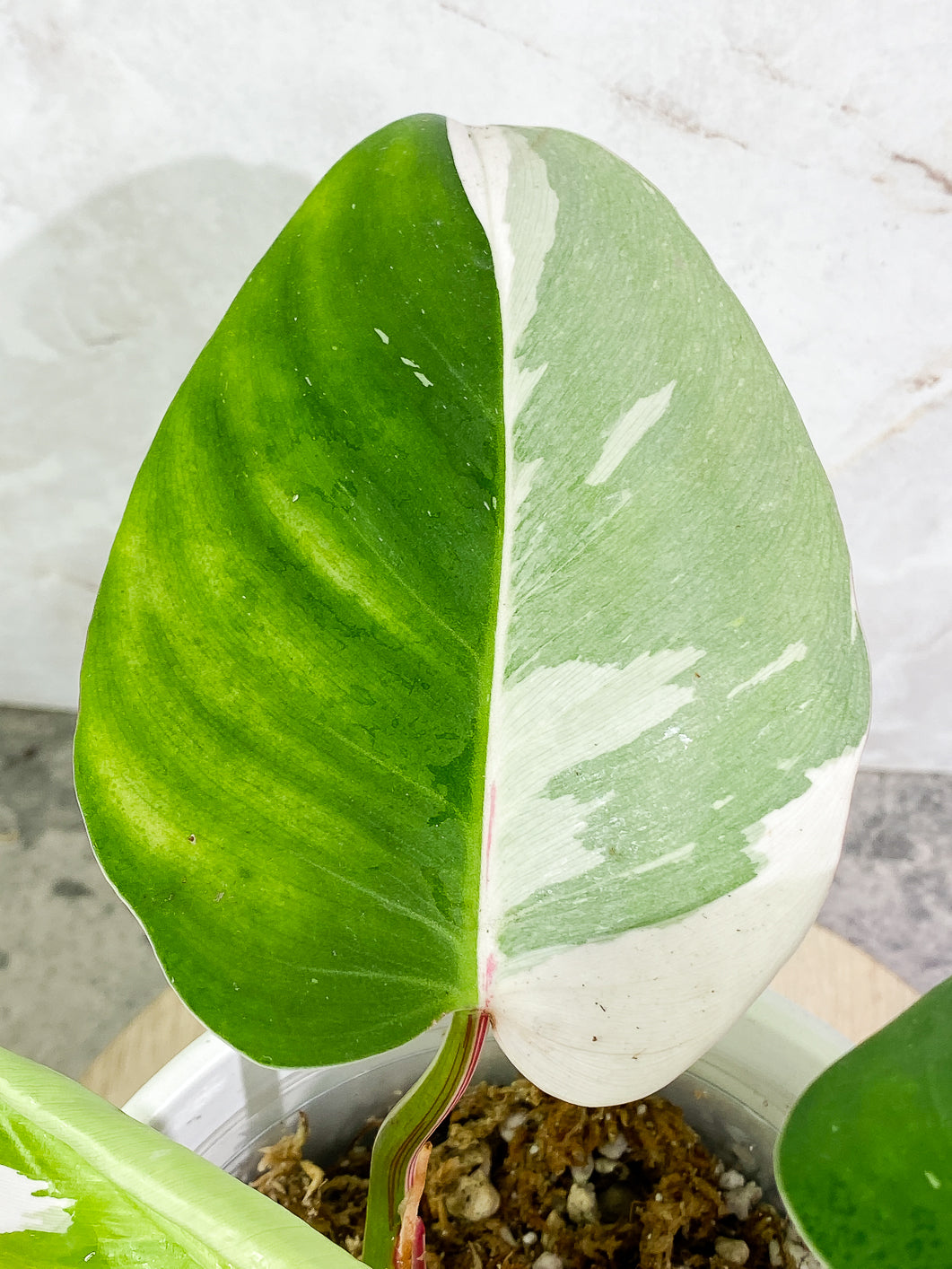 Philodendron White Princess tricolor Highly Variegated  Slightly Rooted 4 leaves