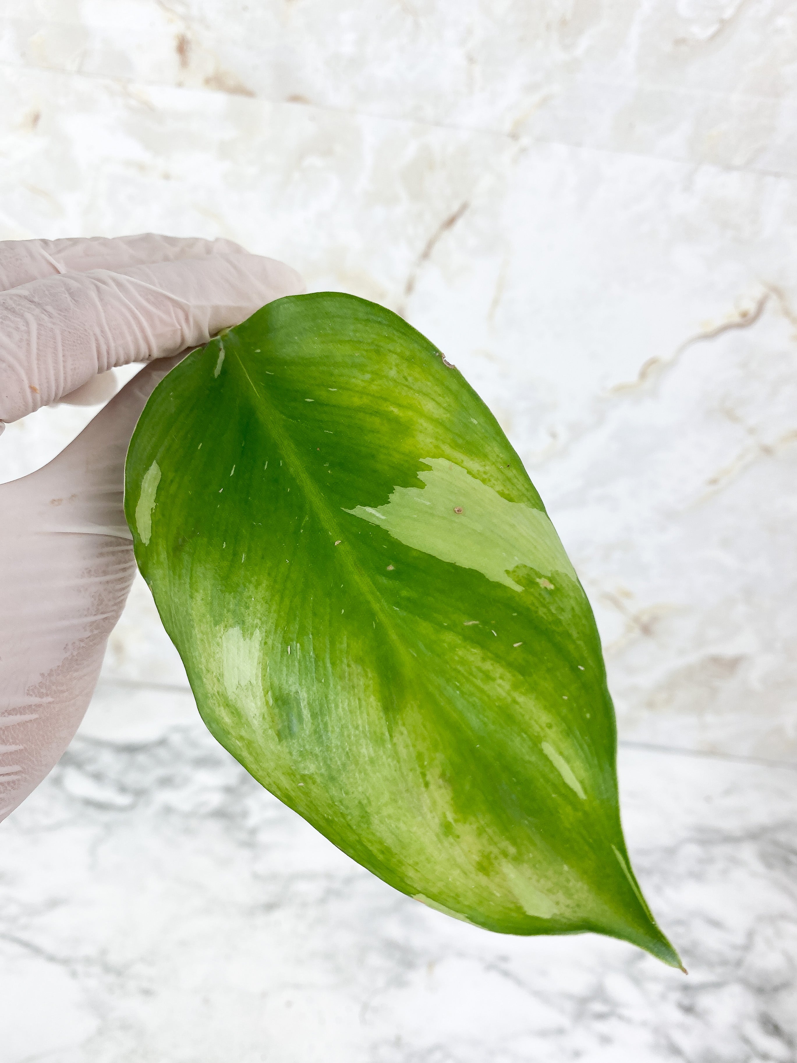 NOT FOR SALE:Philodendron White Wizard Unrooted Cutting.