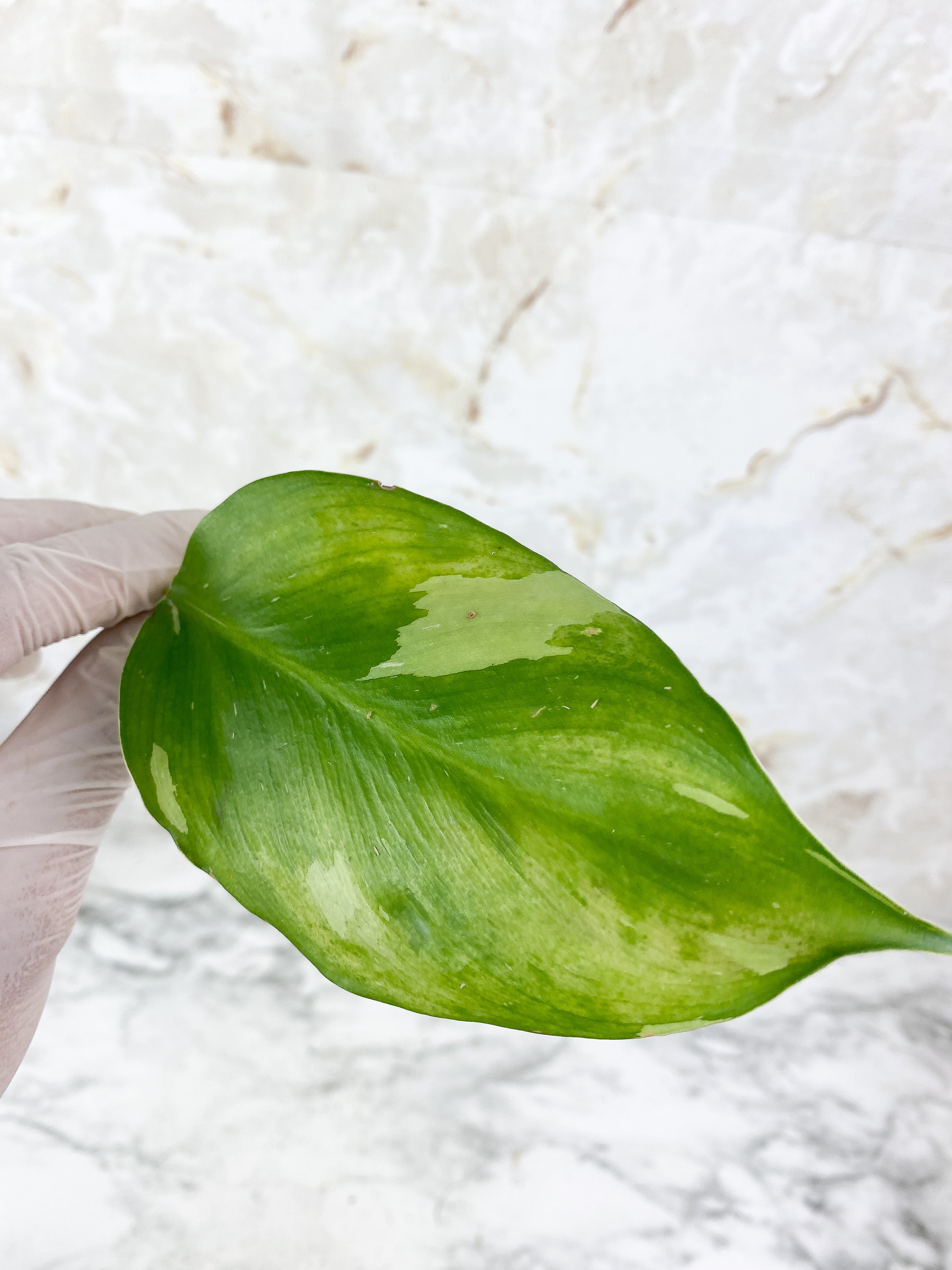 NOT FOR SALE:Philodendron White Wizard Unrooted Cutting.