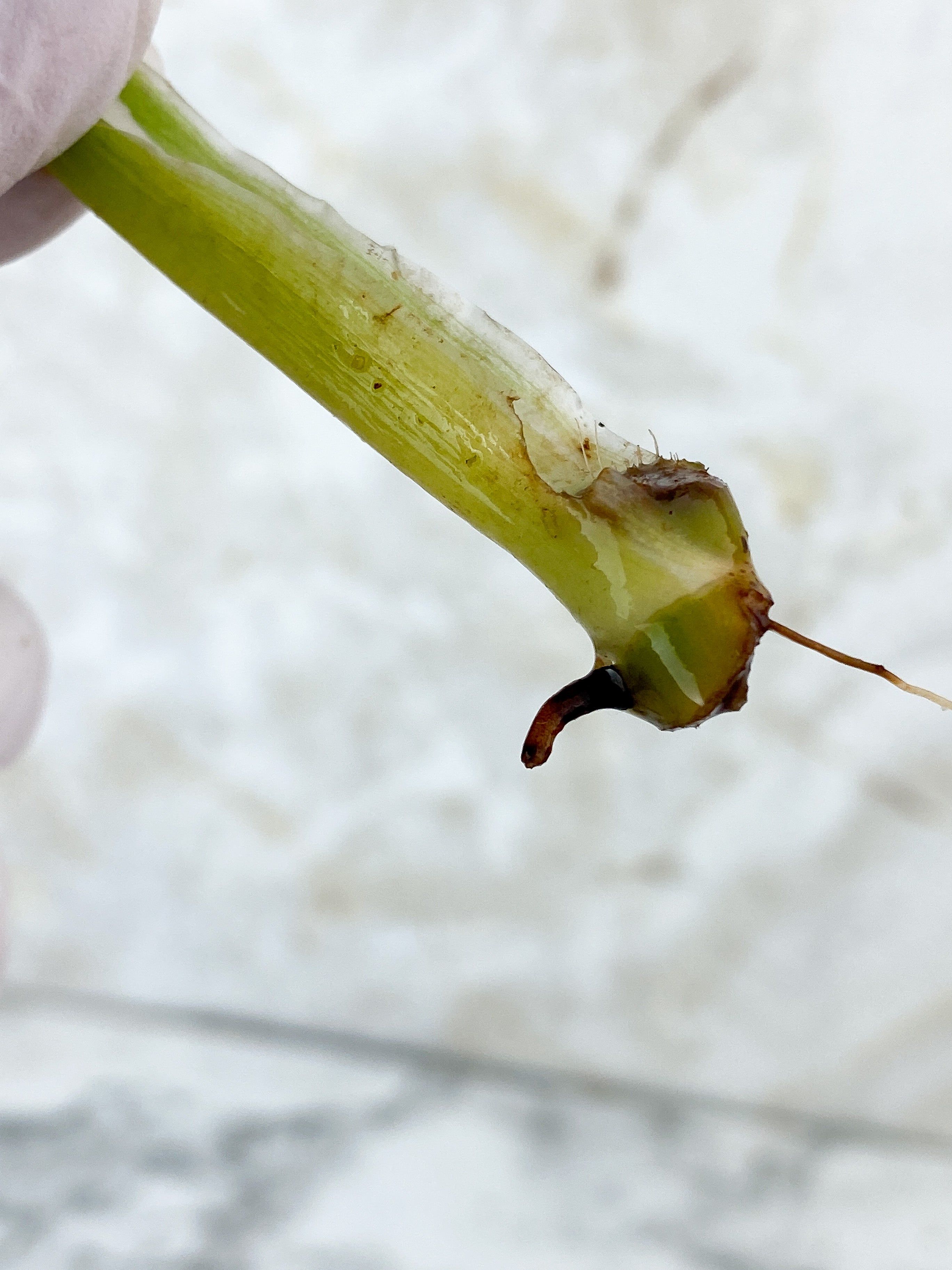 NOT FOR SALE:Philodendron White Wizard Unrooted Cutting.