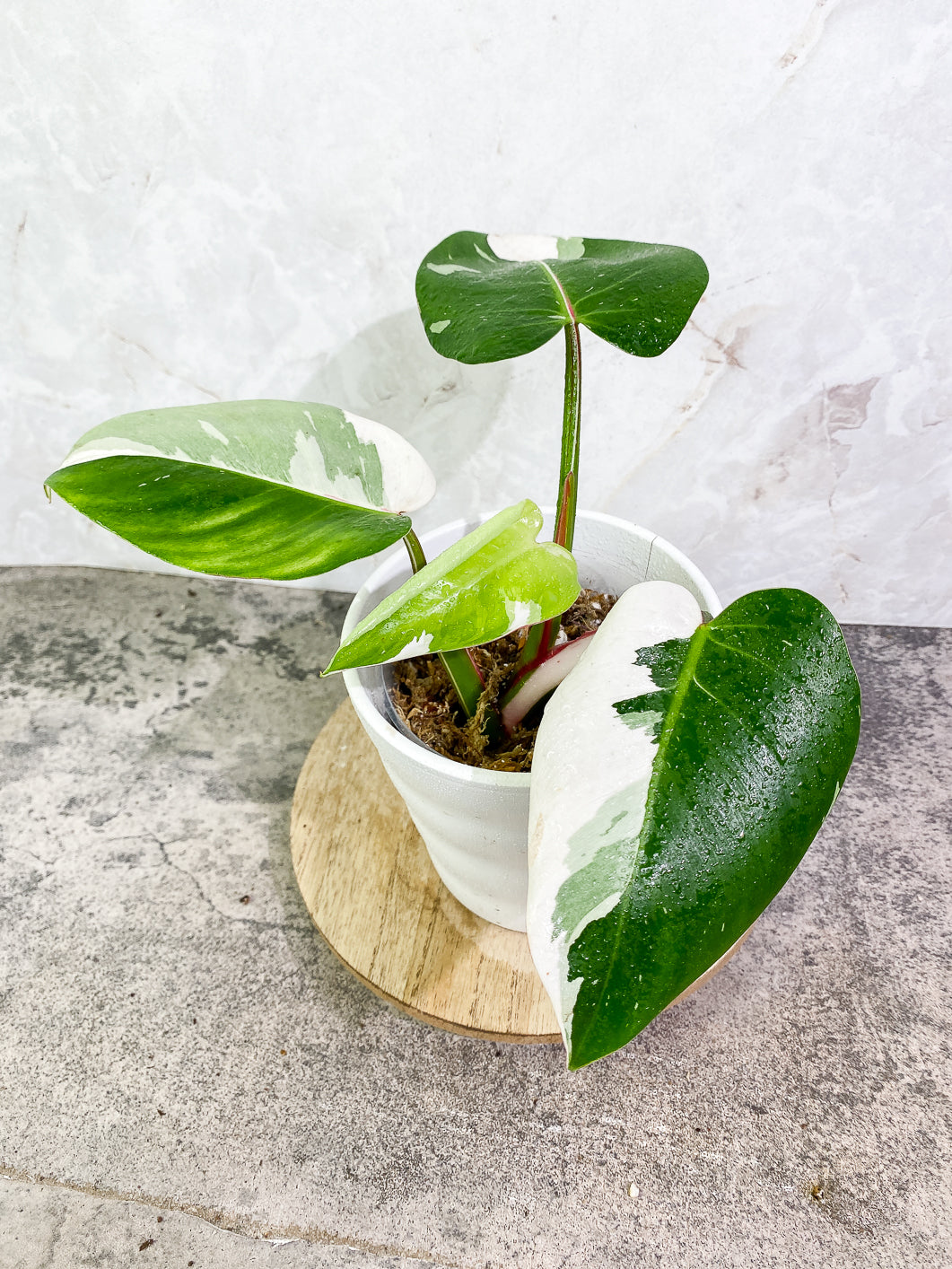 Philodendron White Princess tricolor Highly Variegated  Slightly Rooted 4 leaves