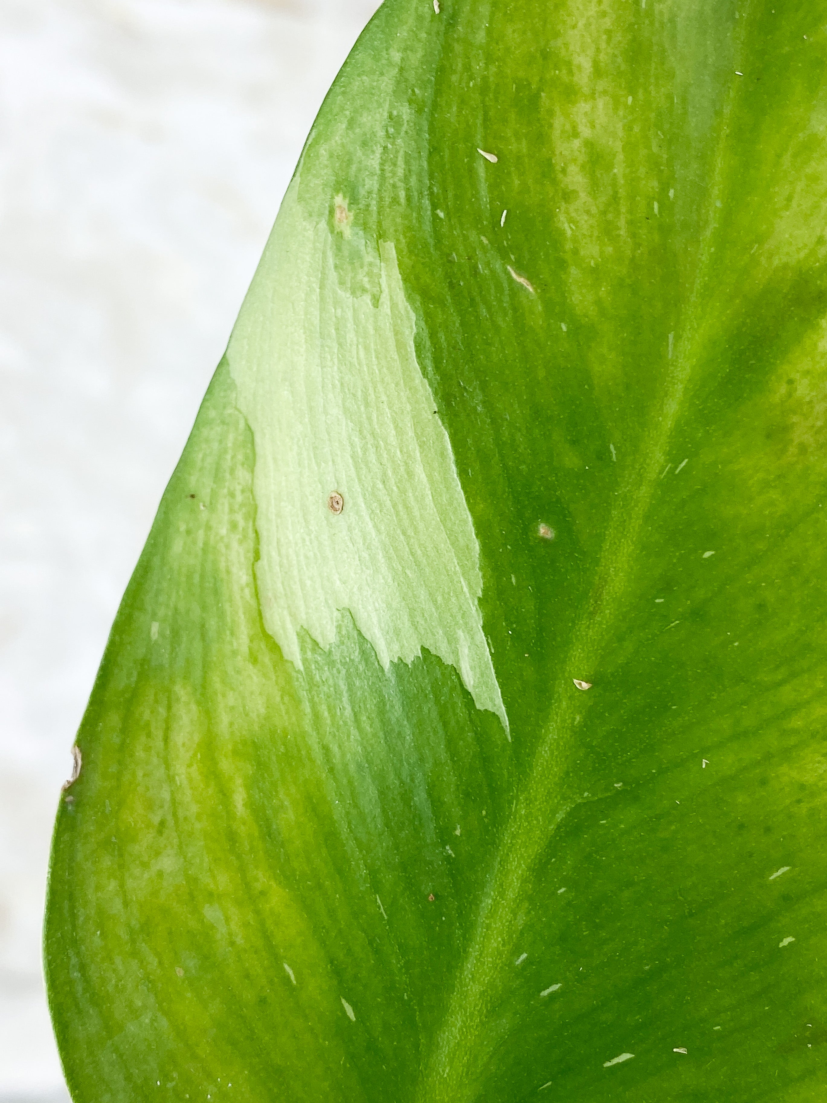 NOT FOR SALE:Philodendron White Wizard Unrooted Cutting.
