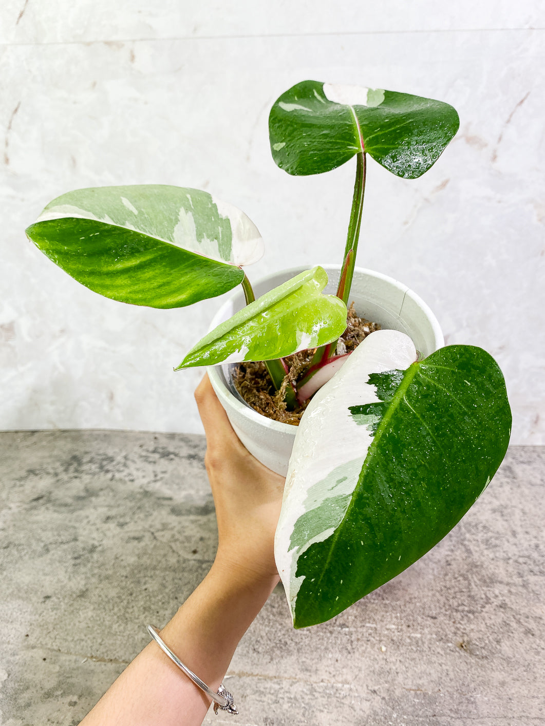 Philodendron White Princess tricolor Highly Variegated  Slightly Rooted 4 leaves