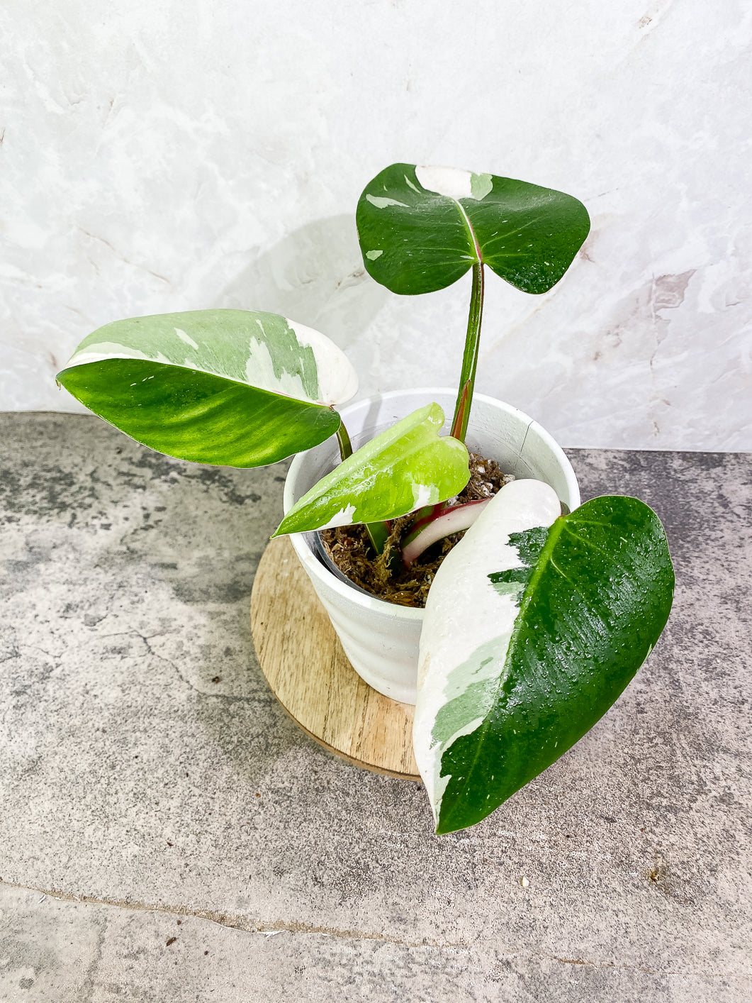 Philodendron White Princess tricolor Highly Variegated  Slightly Rooted 4 leaves