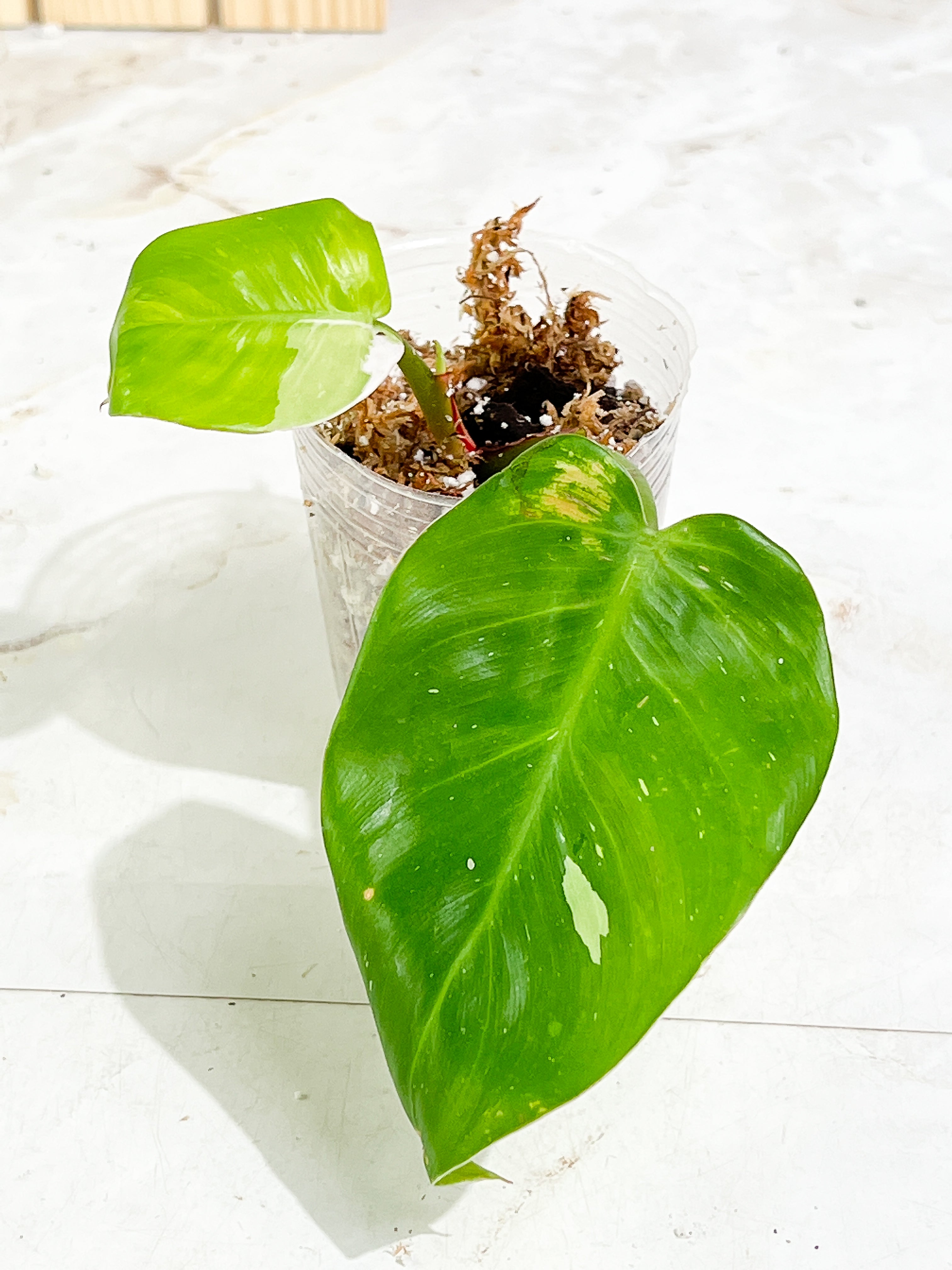 Philodendron White Princess Rooted 2 leaves 1 sprout Top Cutting