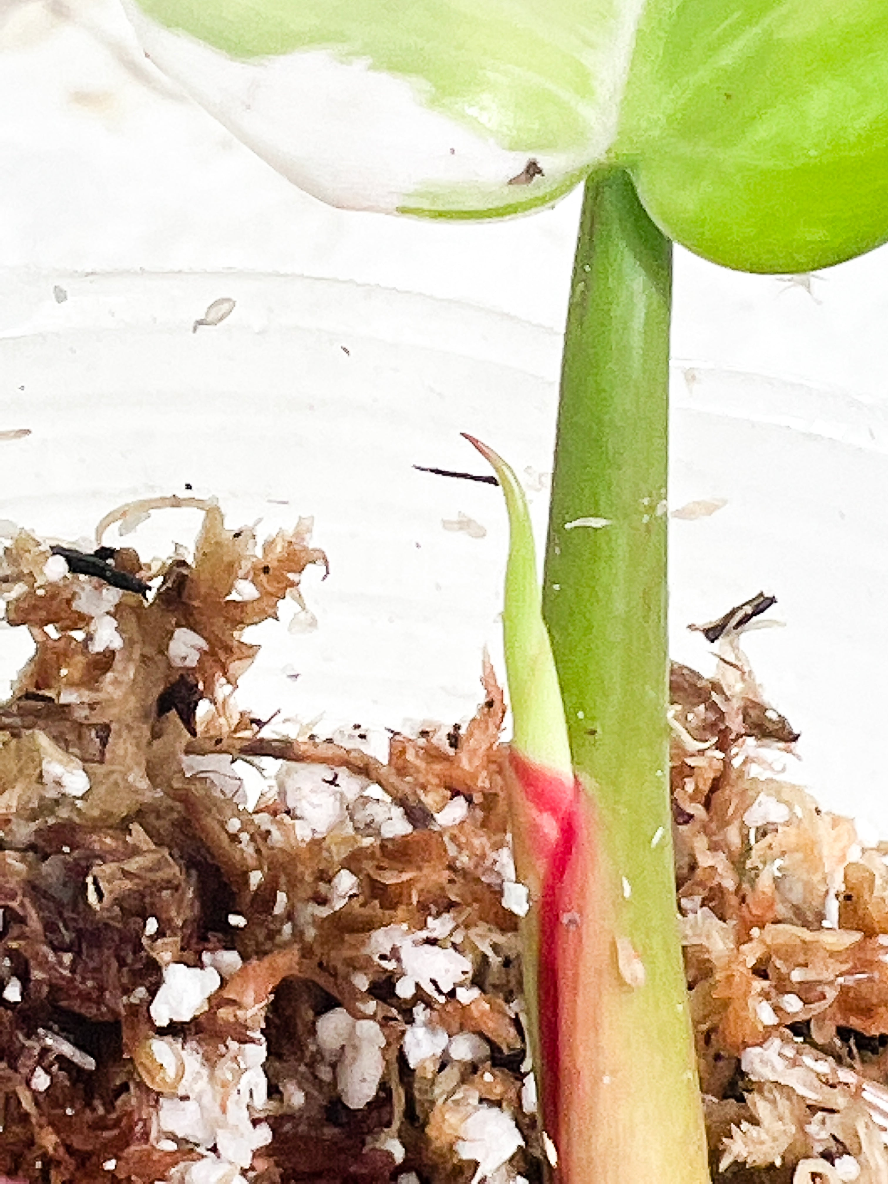 Philodendron White Princess Rooted 2 leaves 1 sprout Top Cutting