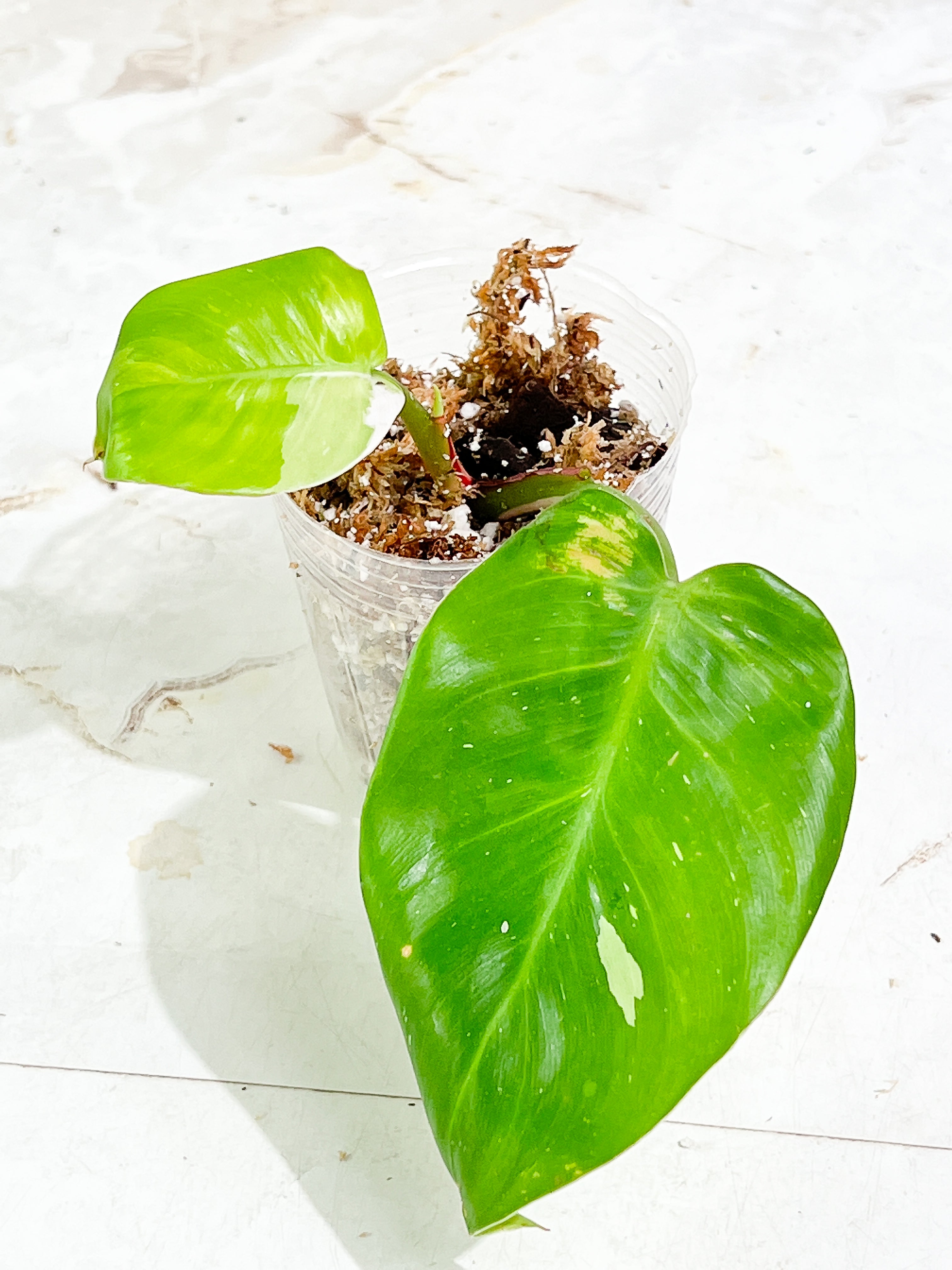 Philodendron White Princess Rooted 2 leaves 1 sprout Top Cutting