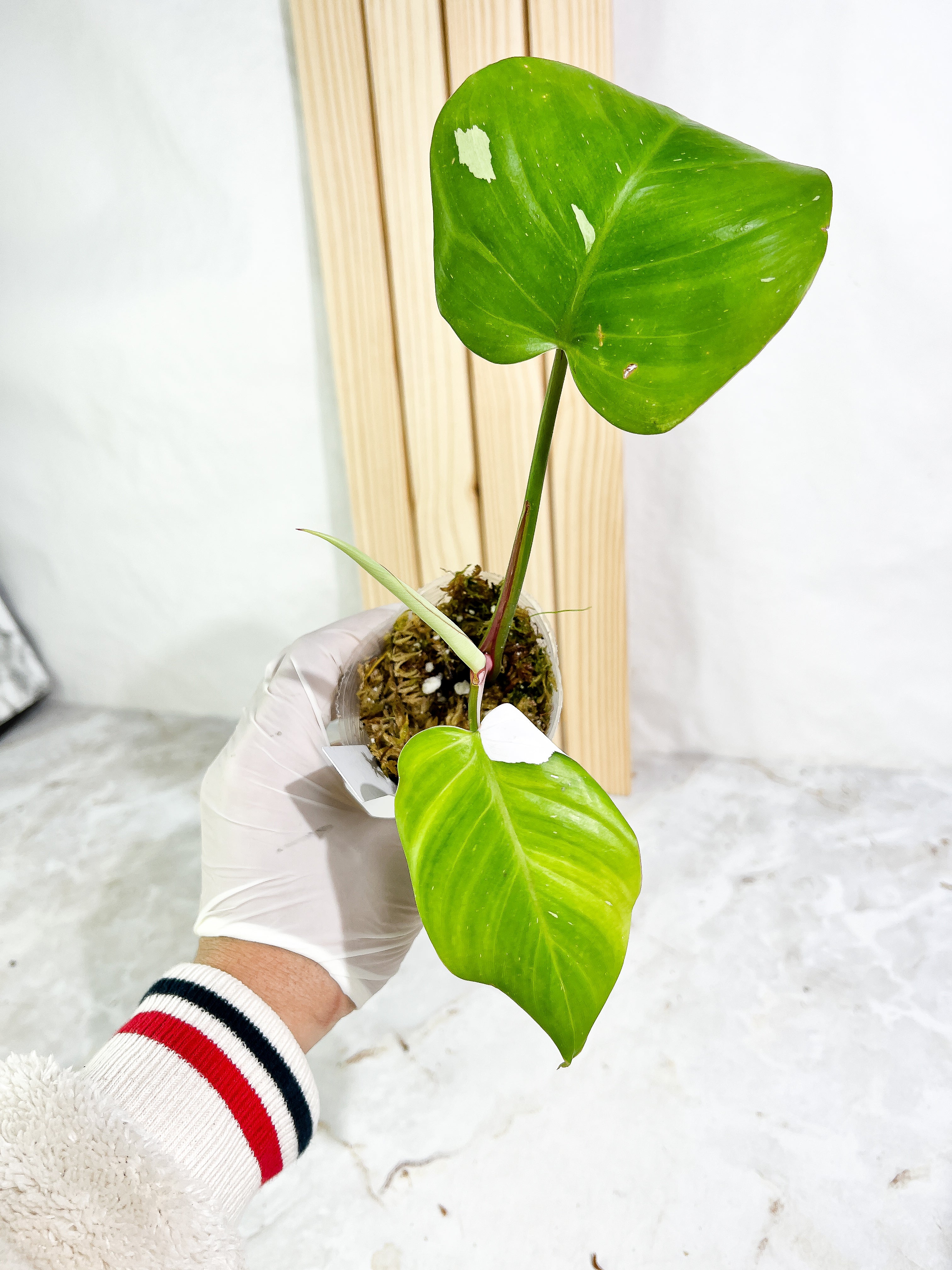 Philodendron White Princess Rooted 3 leaves Top Cutting