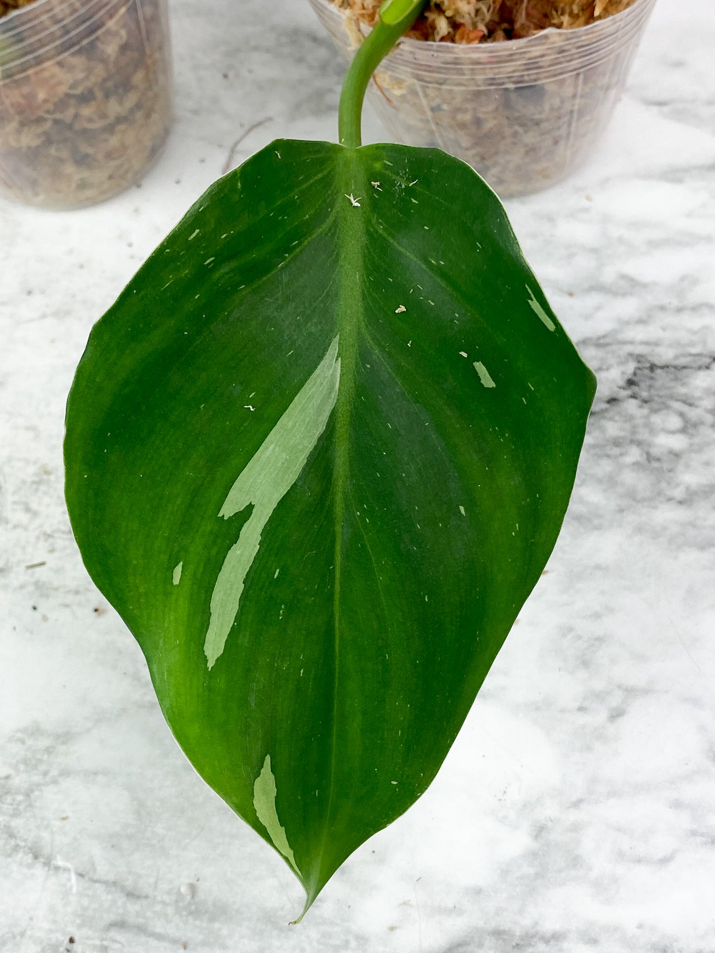 Grower Choice: Philodendron White Wizard Slightly Rooted Cutting.